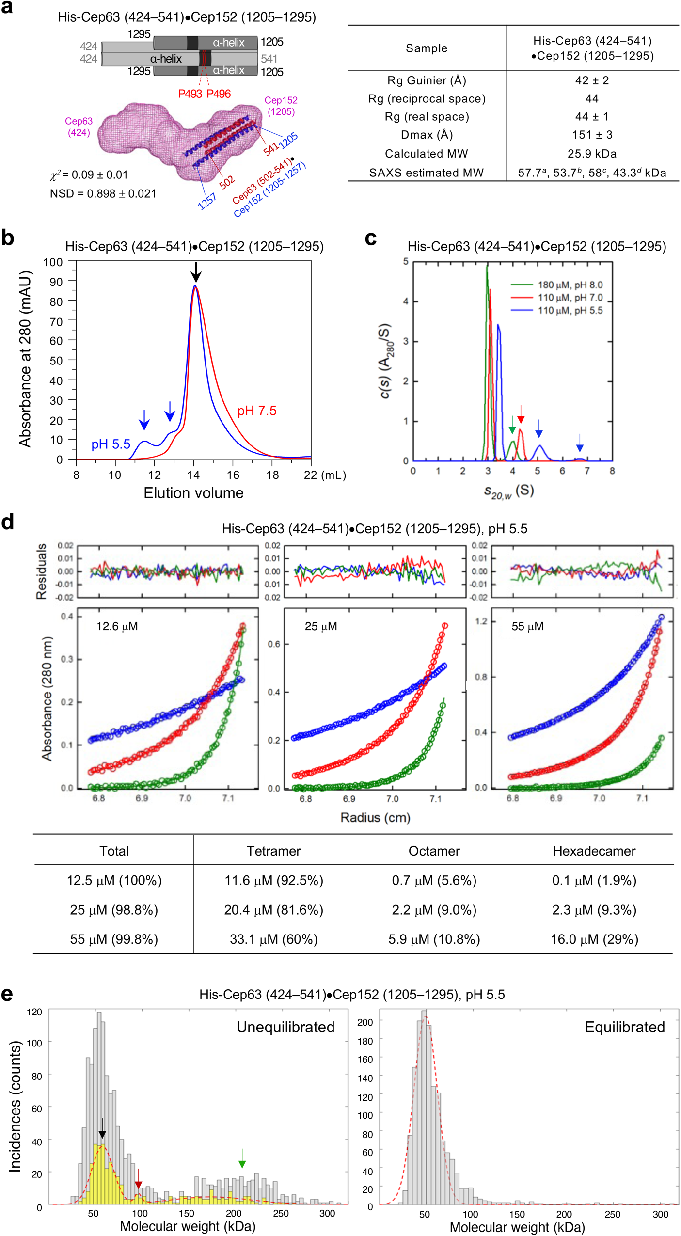 Fig. 2: A SAXS-derived ab initio envelope for the heterotetrameric Cep63 (424–541)•Cep152 (1205–1295) complex and the cooperative formation of its hexadecameric form.