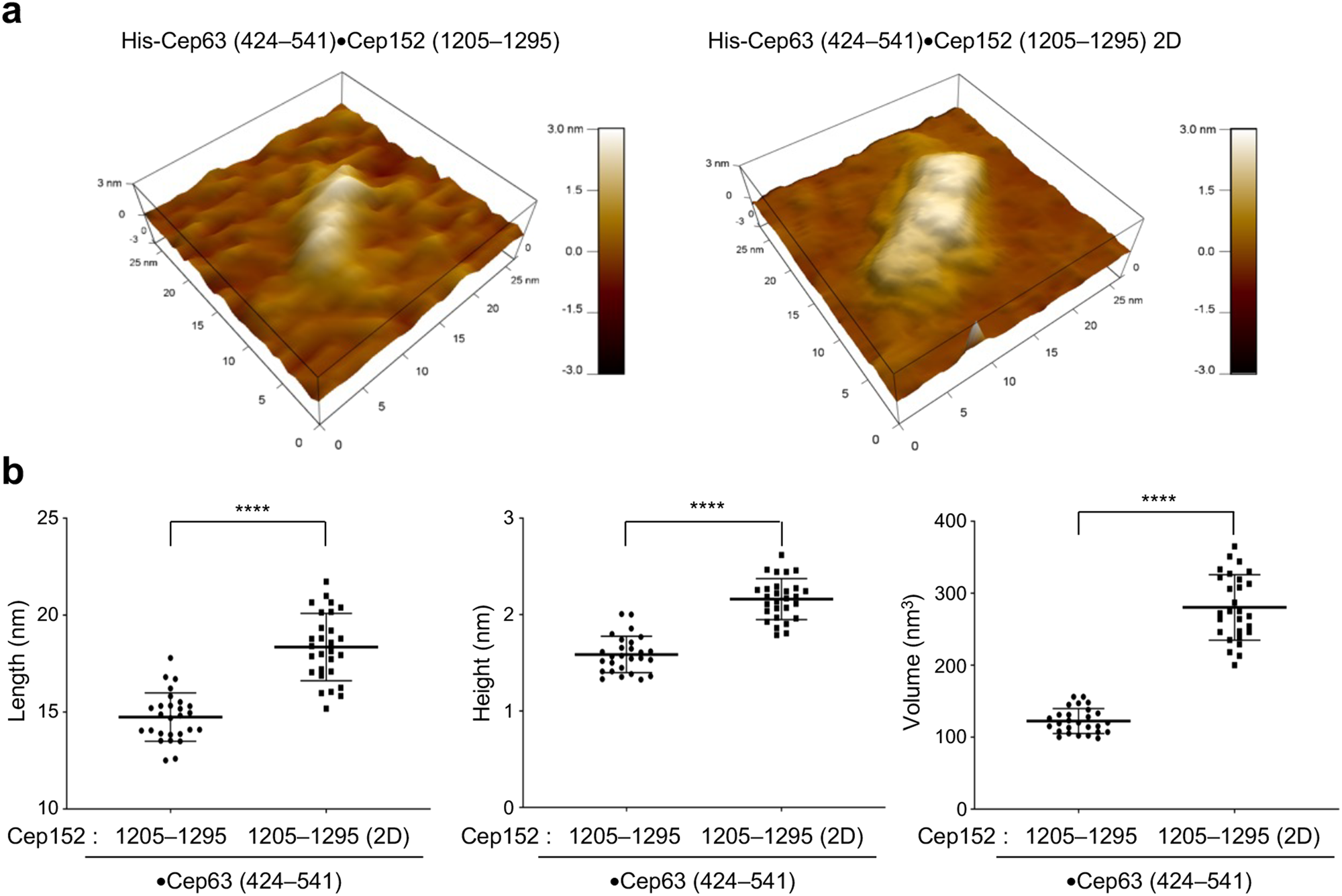 Fig. 4: Topography of the Cep63•Cep152 complex detected by AFM.