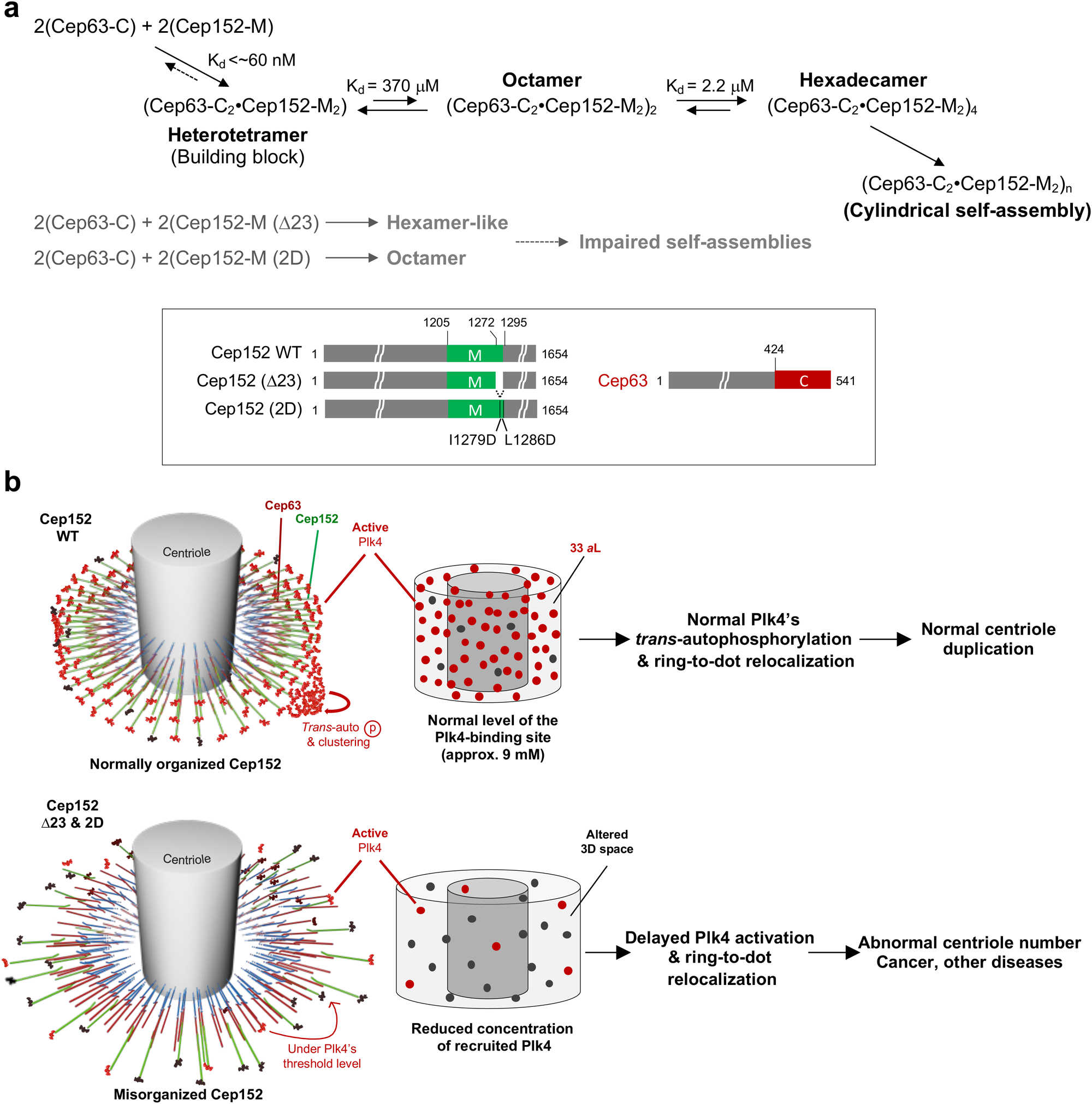 Fig. 8: Schematics illustrating the stepwise self-assembly processes and the effect of misorganizing the Cep63•Cep152 platform on the Plk4-mediated centriole duplication, the abnormalities of which could lead to the development of various human diseases, including cancer.