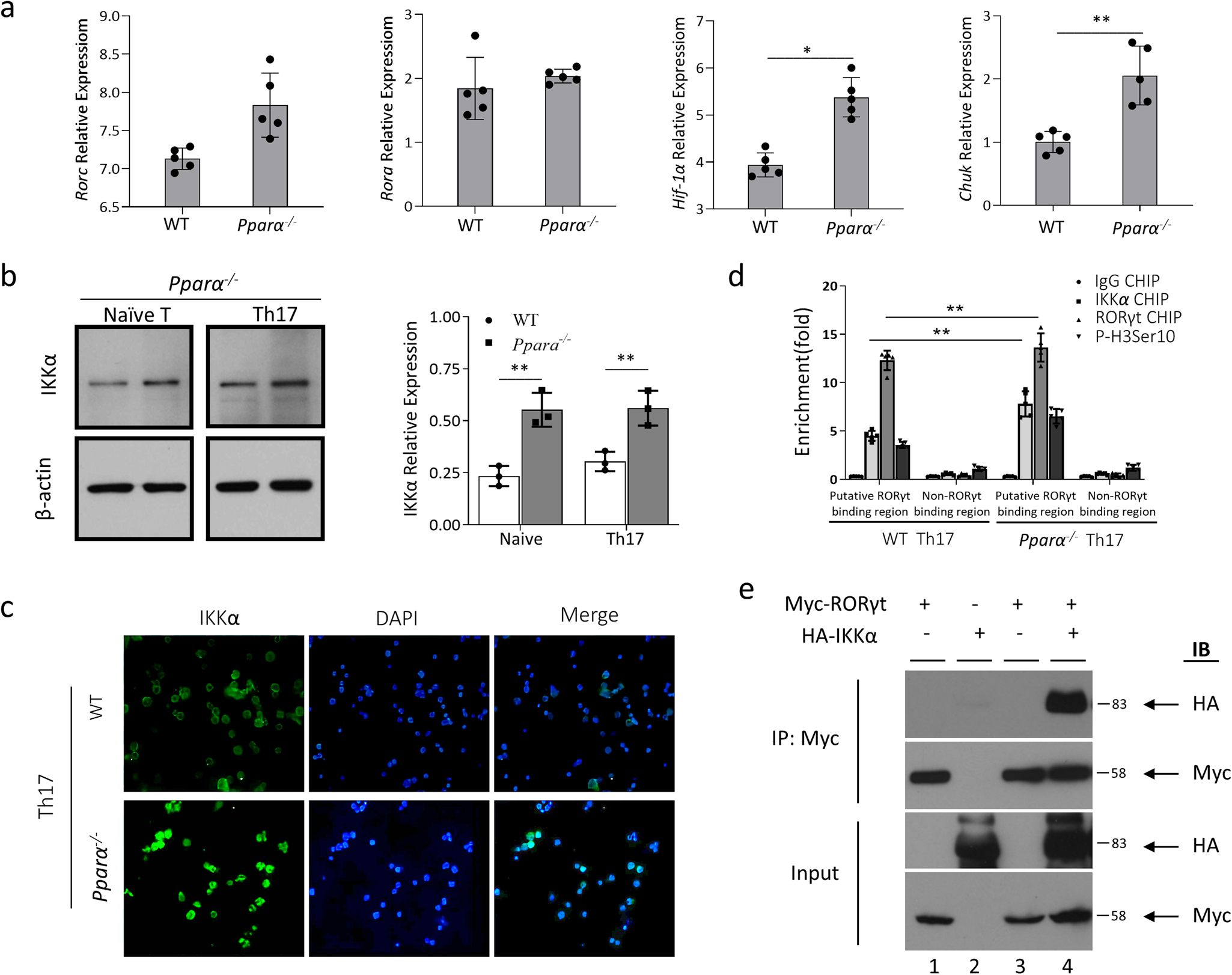 Fig. 2: Loss of Pparα modulates the expression of Il17a through IKKα/RORγt complex.