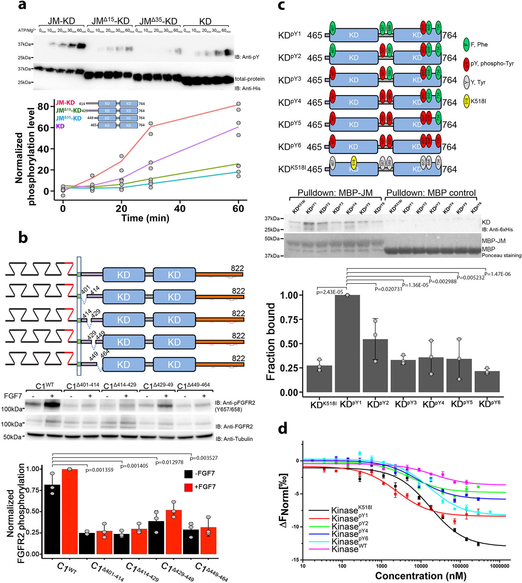 Fig. 1: The presence of JM enhances activity of KD.