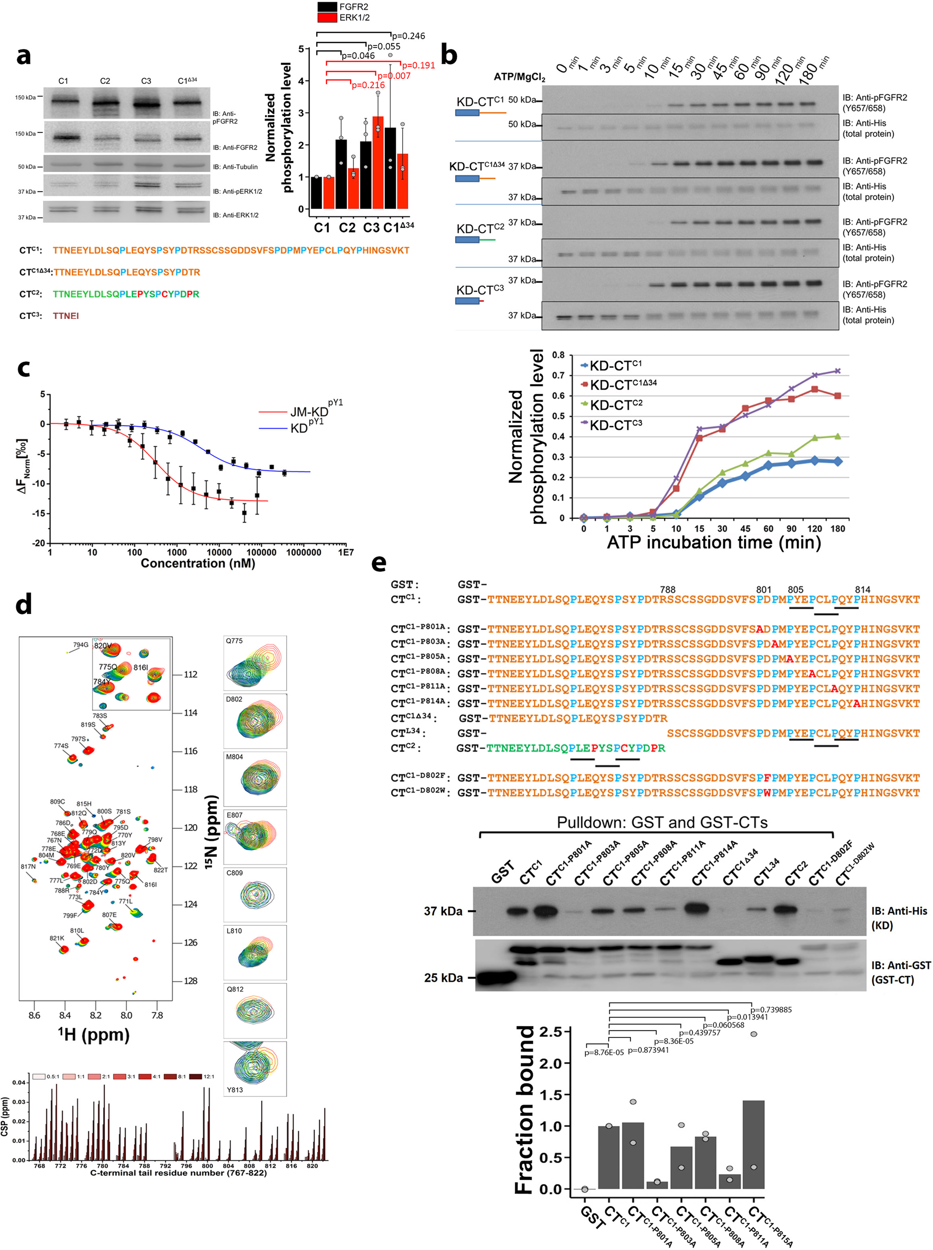 Fig. 3: Proline-rich motifs interact and downregulate kinase activity.