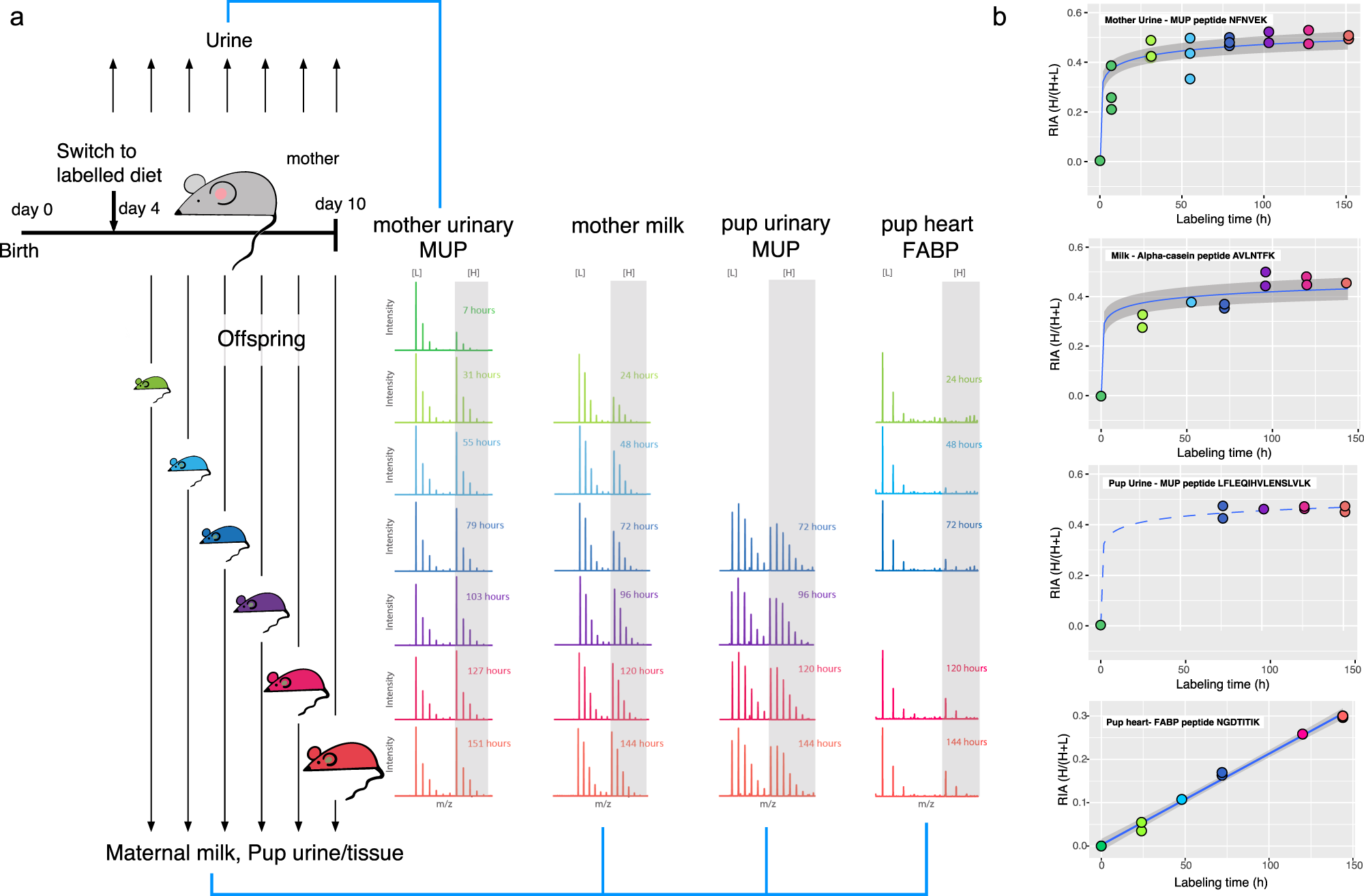 Fig. 1: Isotope flow from mother to pup.