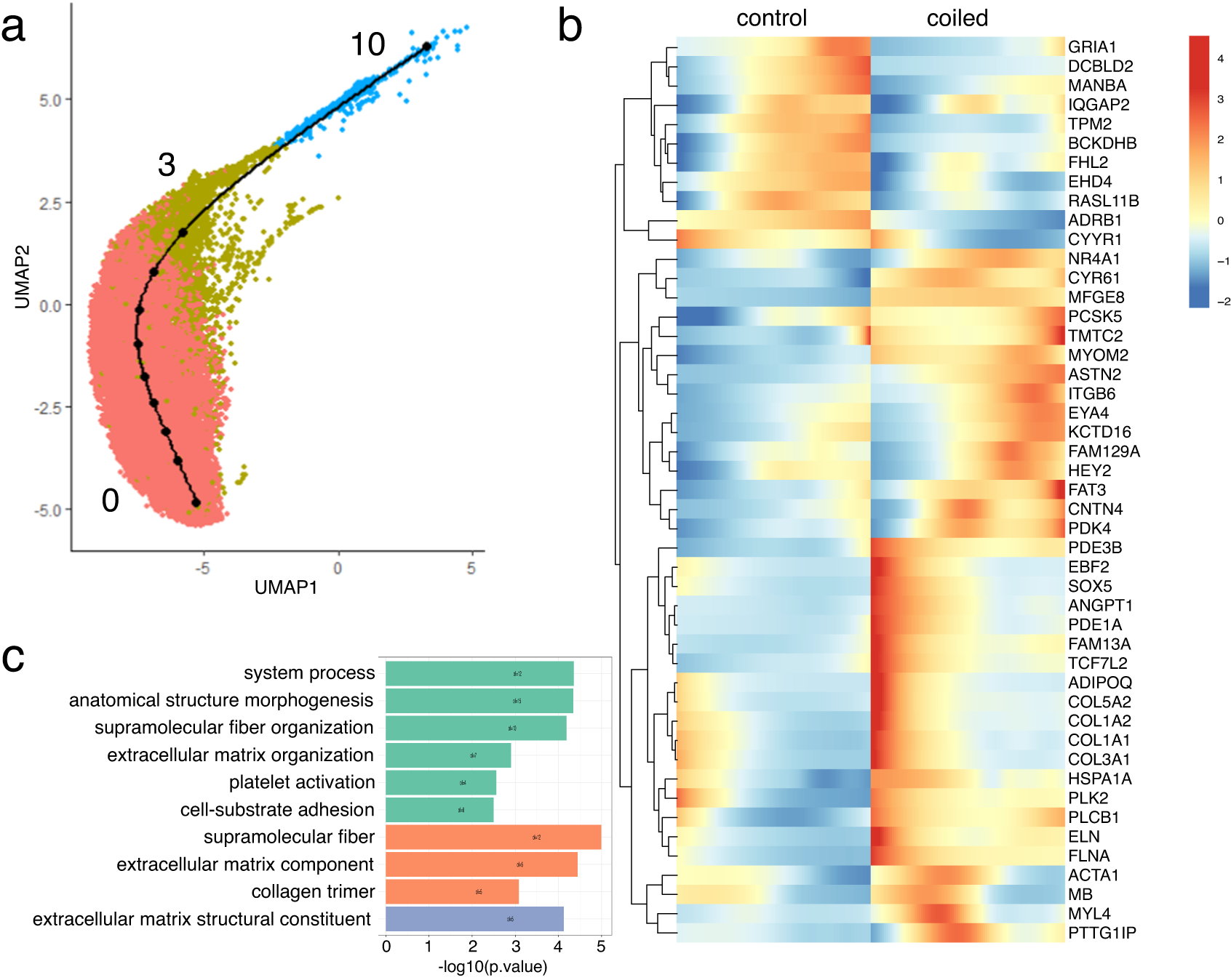 Fig. 6: Cardiomyocyte lineage inference and differential expression analysis.