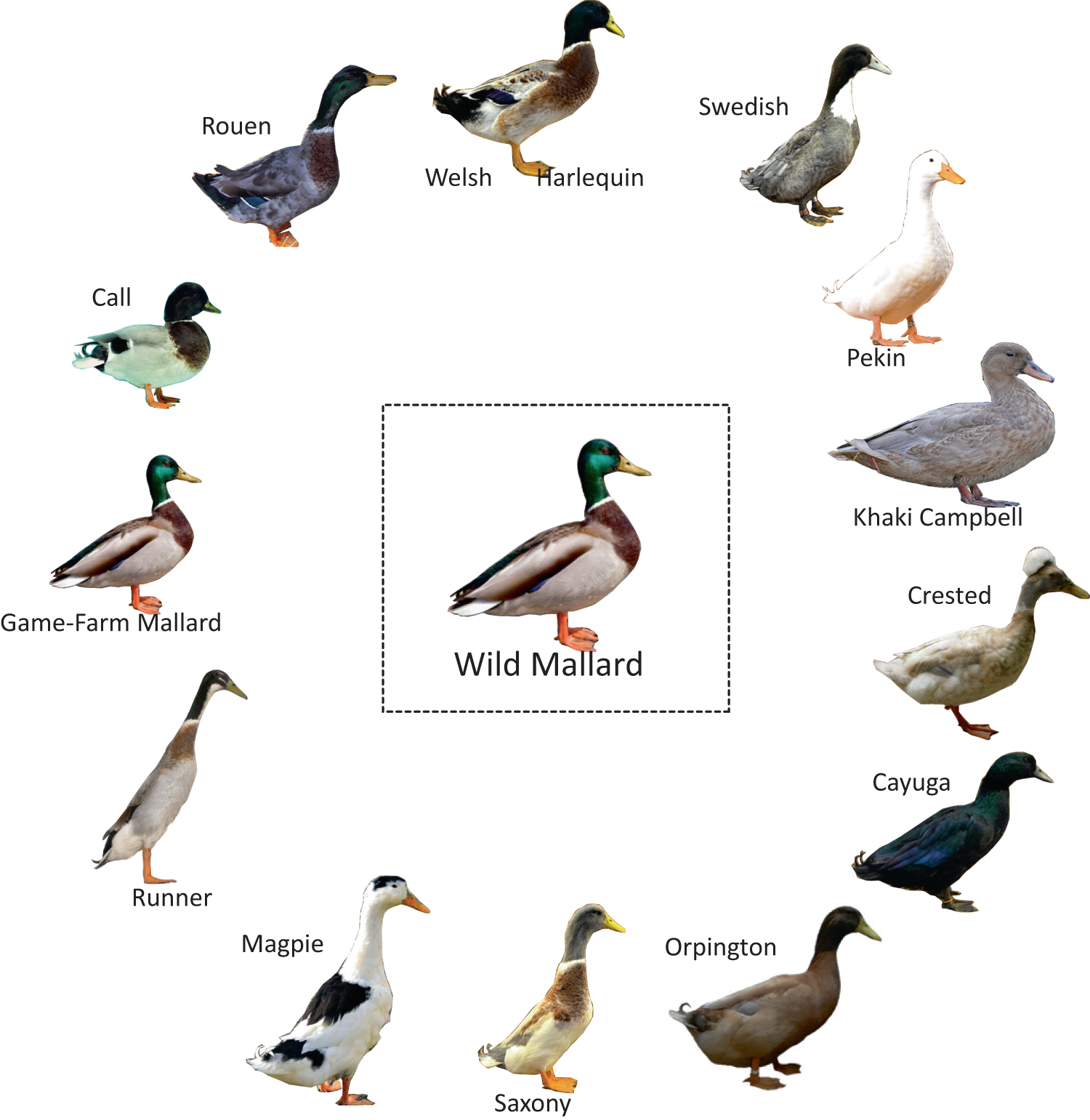 Mallard Duck