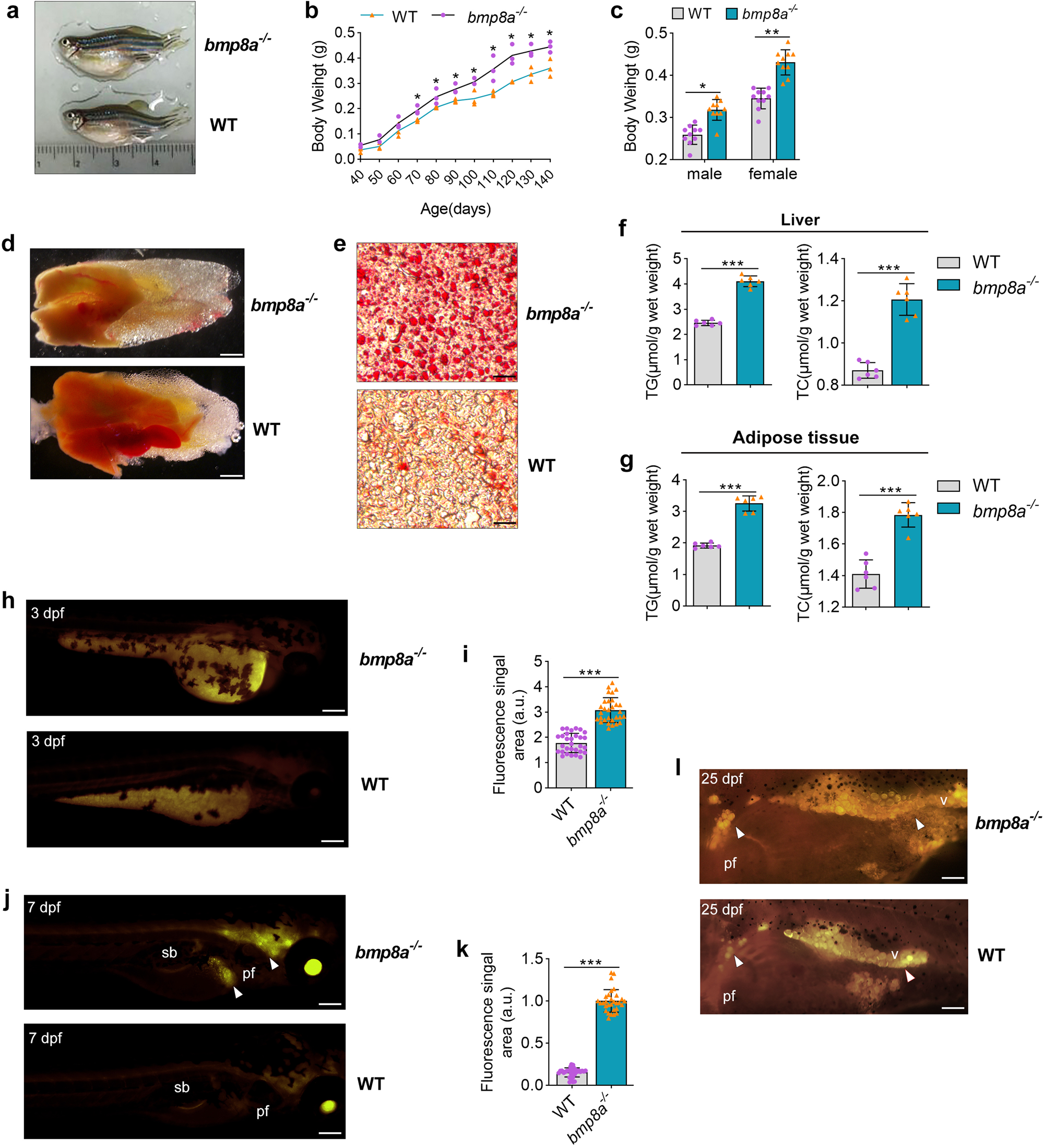 Fig. 1: Obesogenic phenotype of bmp8a-/- zebrafish.