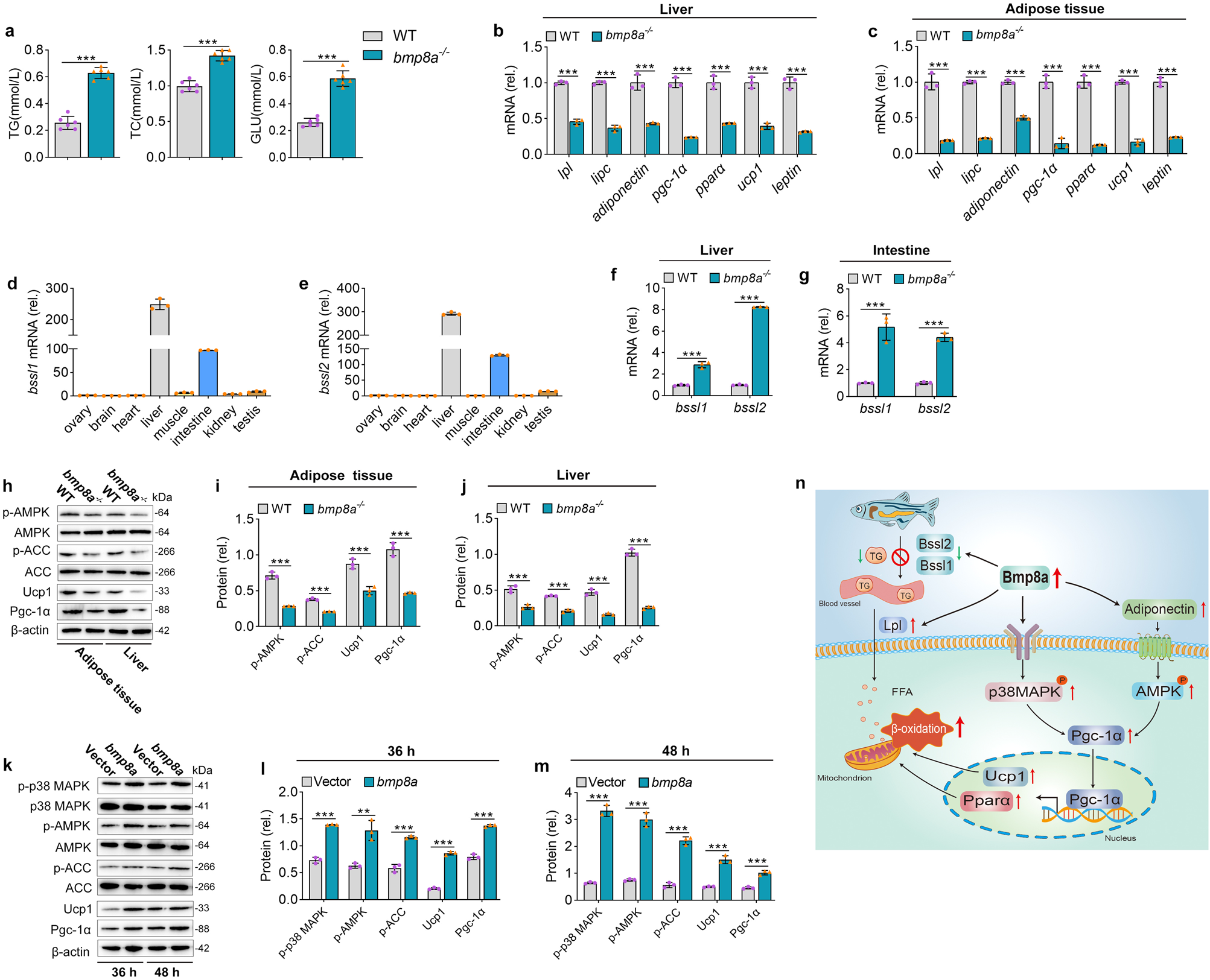Fig. 2: Bmp8a promotes fatty acid oxidation through AMPK and p38 MAPK pathways.
