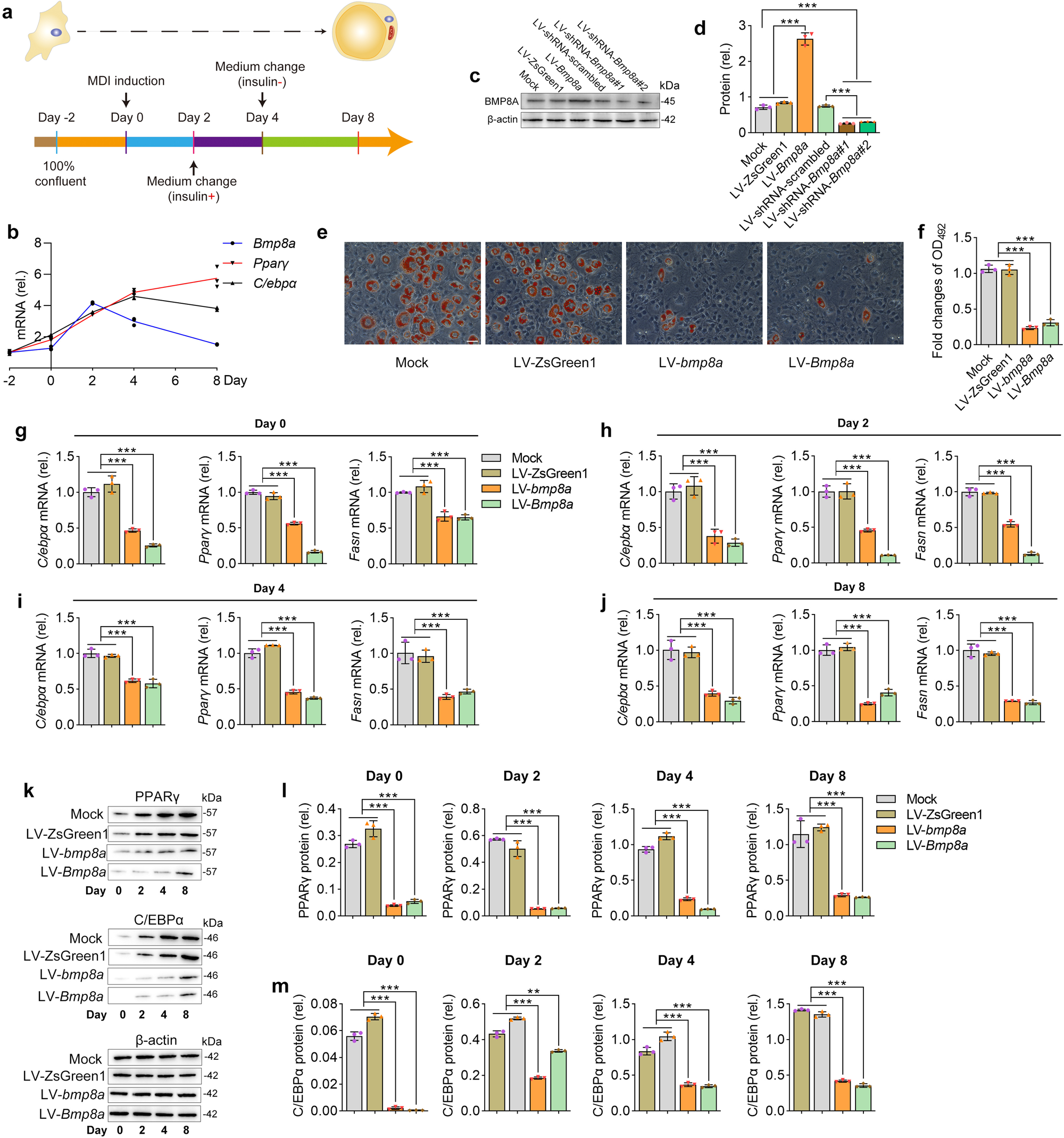 Fig. 3: Stably overexpressing zebrafish bmp8a or mouse Bmp8a inhibits adipogenesis.