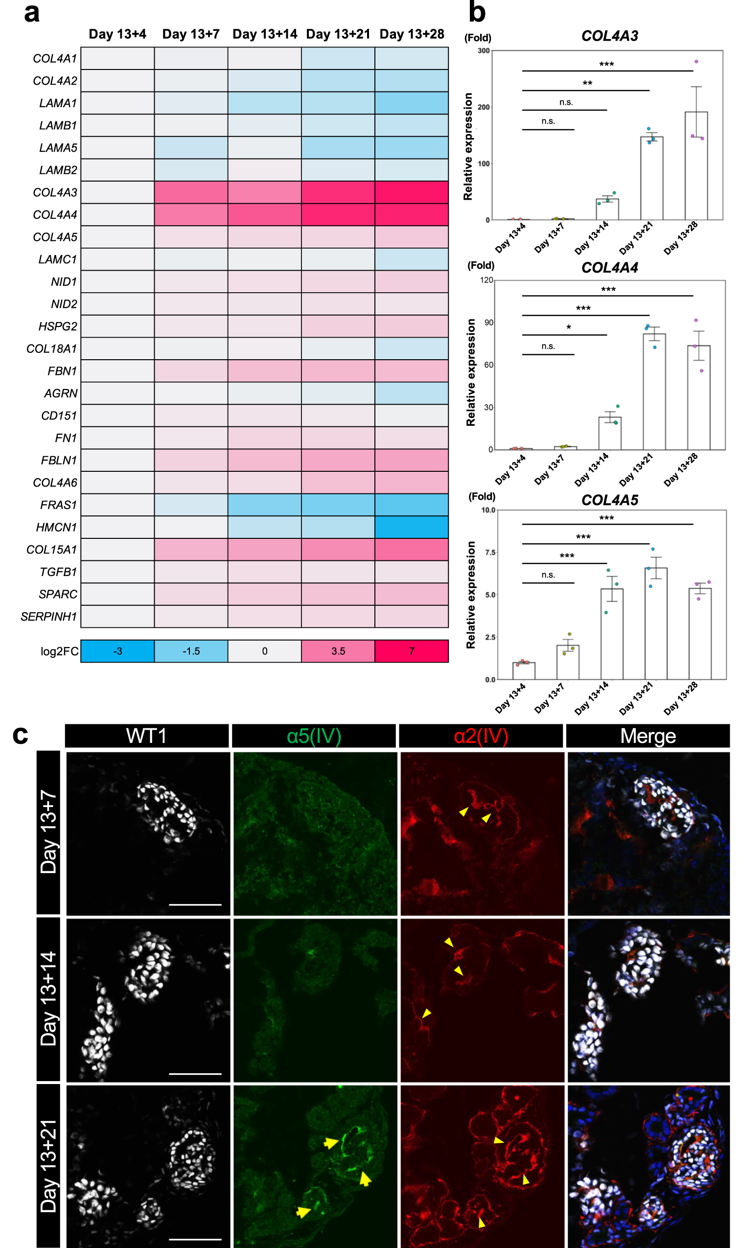 Fig. 2: Temporal changes in GBM marker mRNA expression and collagen composition of GBM-like structures.