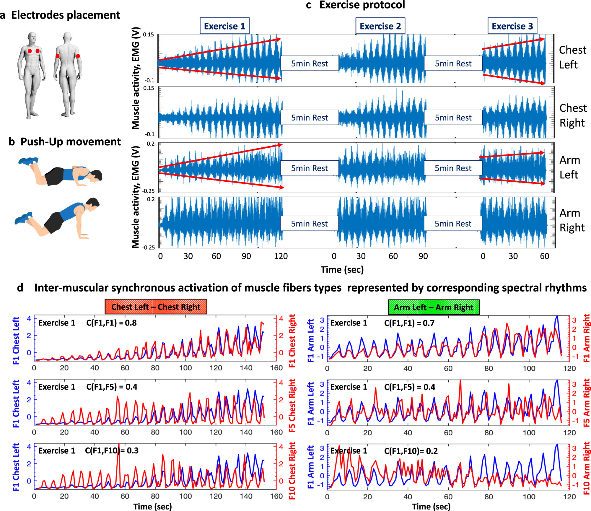 Network of muscle fibers activation facilitates inter-muscular 