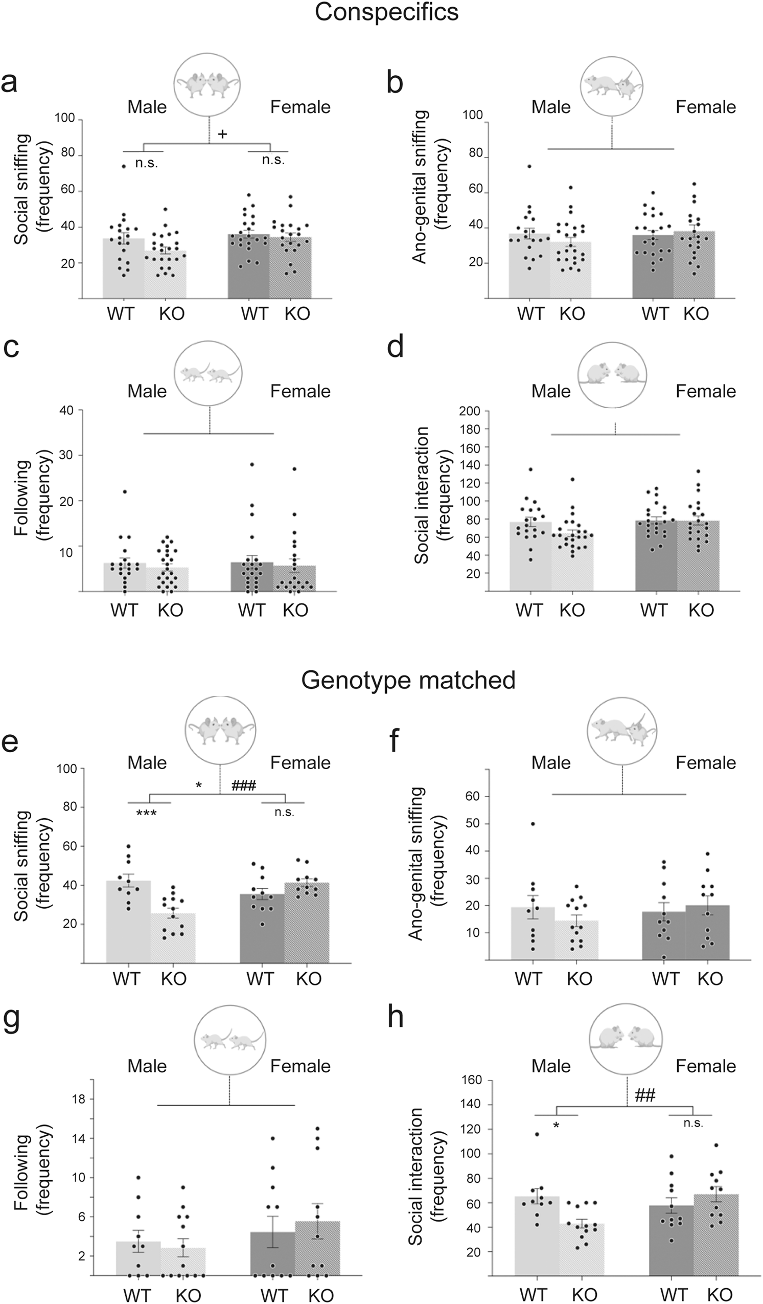 Sexual dimorphism in the social behaviour of Cntnap2-null mice correlates with disrupted synaptic connectivity and increased microglial activity in the anterior cingulate cortex Communications Biology image