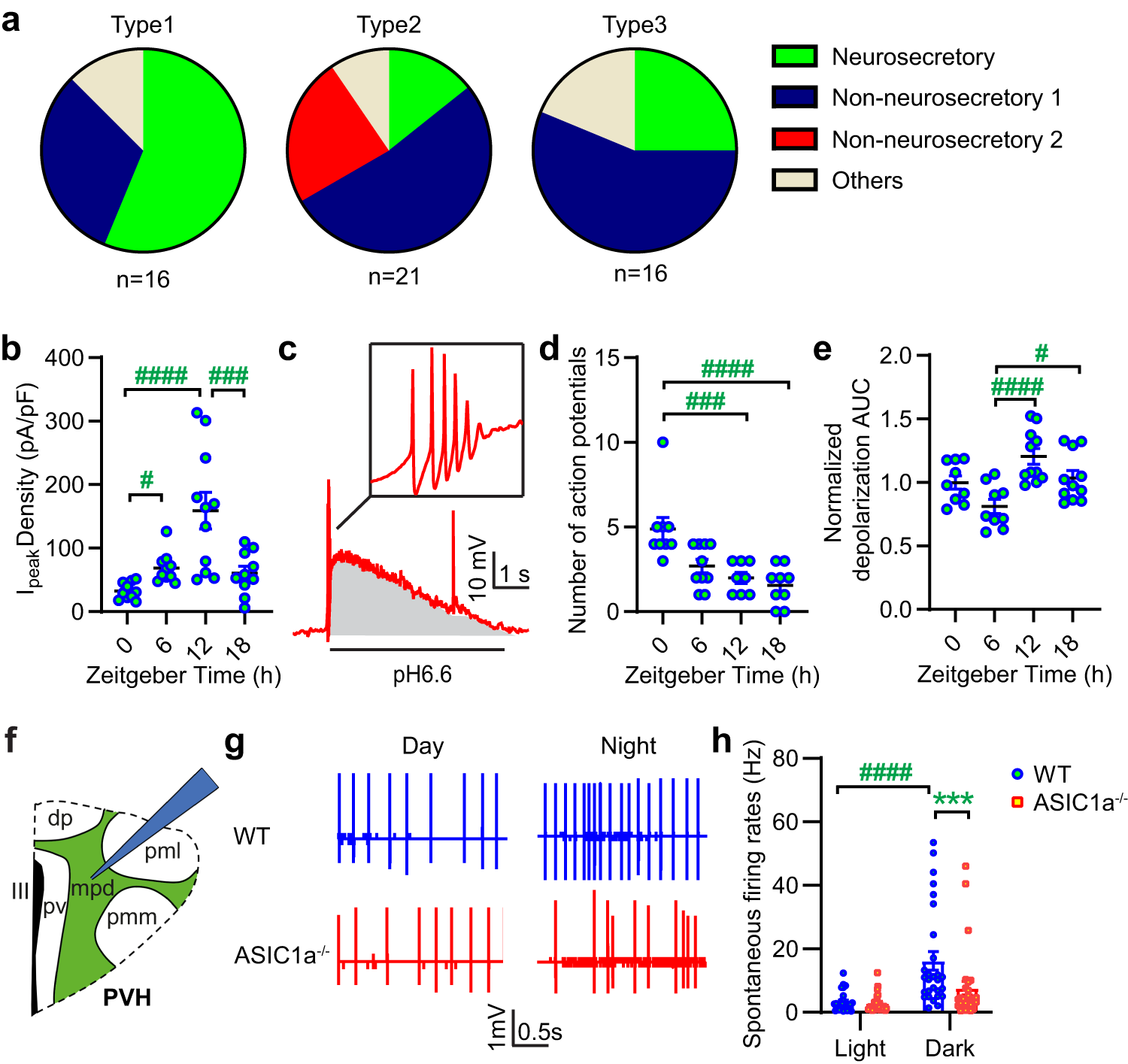 Fig. 2: ASIC1a regulates the hypothalamic signaling activity.