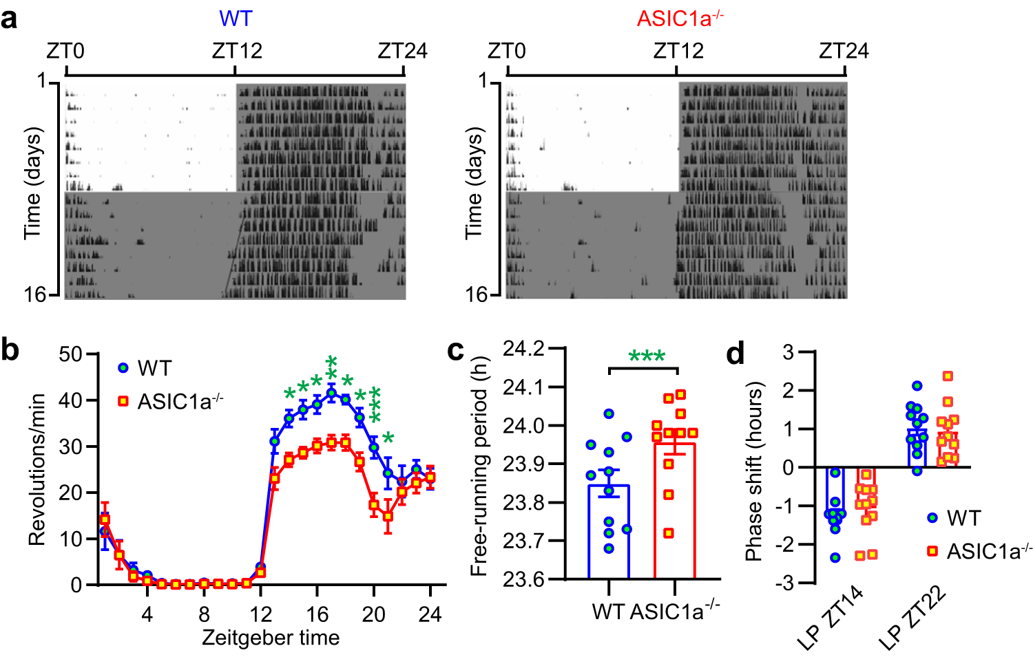 Fig. 6: ASIC1a regulates circadian rhythm behaviors.