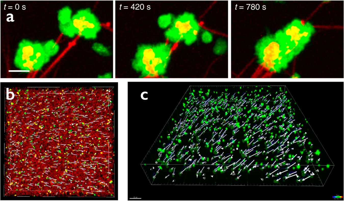 Biomechanics under the microscope: increase your running speed