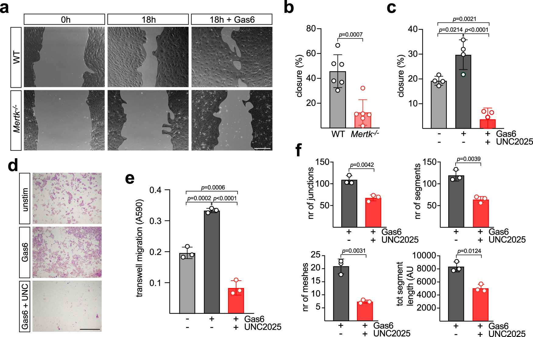 Fig. 4: Mer regulation of BEC physiology in vitro.