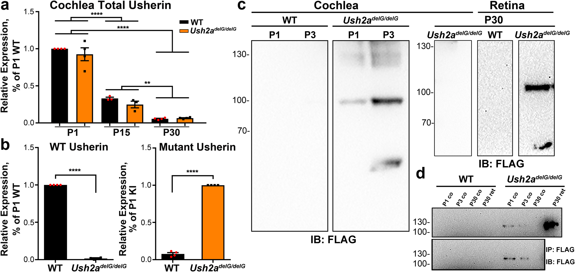Expression of the human usherin c.2299delG mutation leads to early