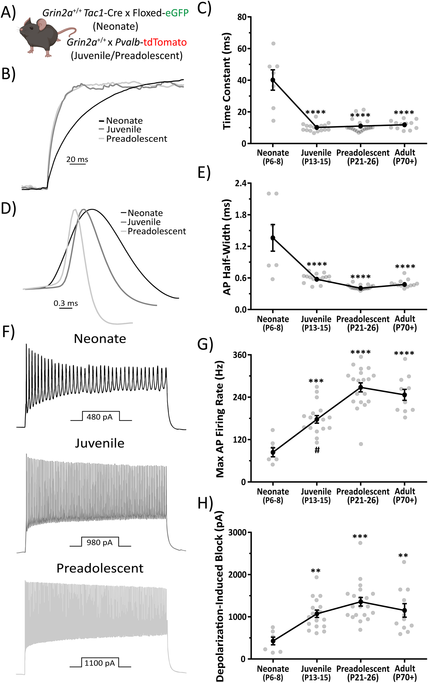 Fig. 5: CA1 PV cells undergo electrophysiological maturation of passive and action potential firing properties.