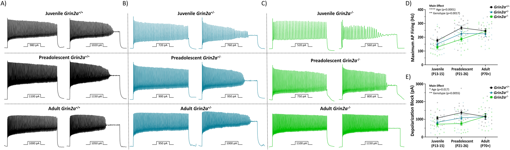 Fig. 8: The loss of Grin2a causes a transient change in action potential firing properties of CA1 PV cells.
