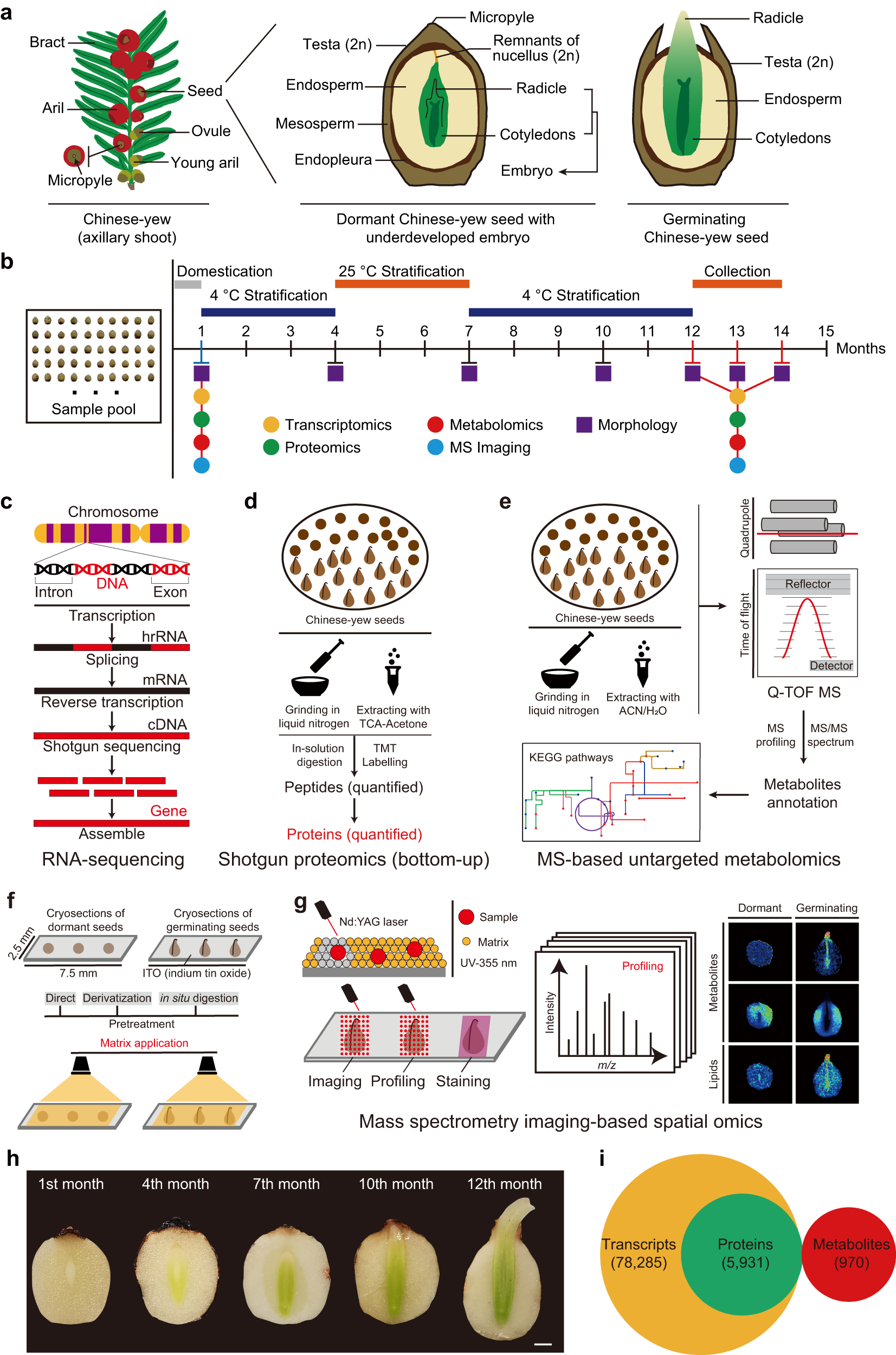 Insights from multi-omics integration into seed germination of Taxus  chinensis var mairei | Communications Biology