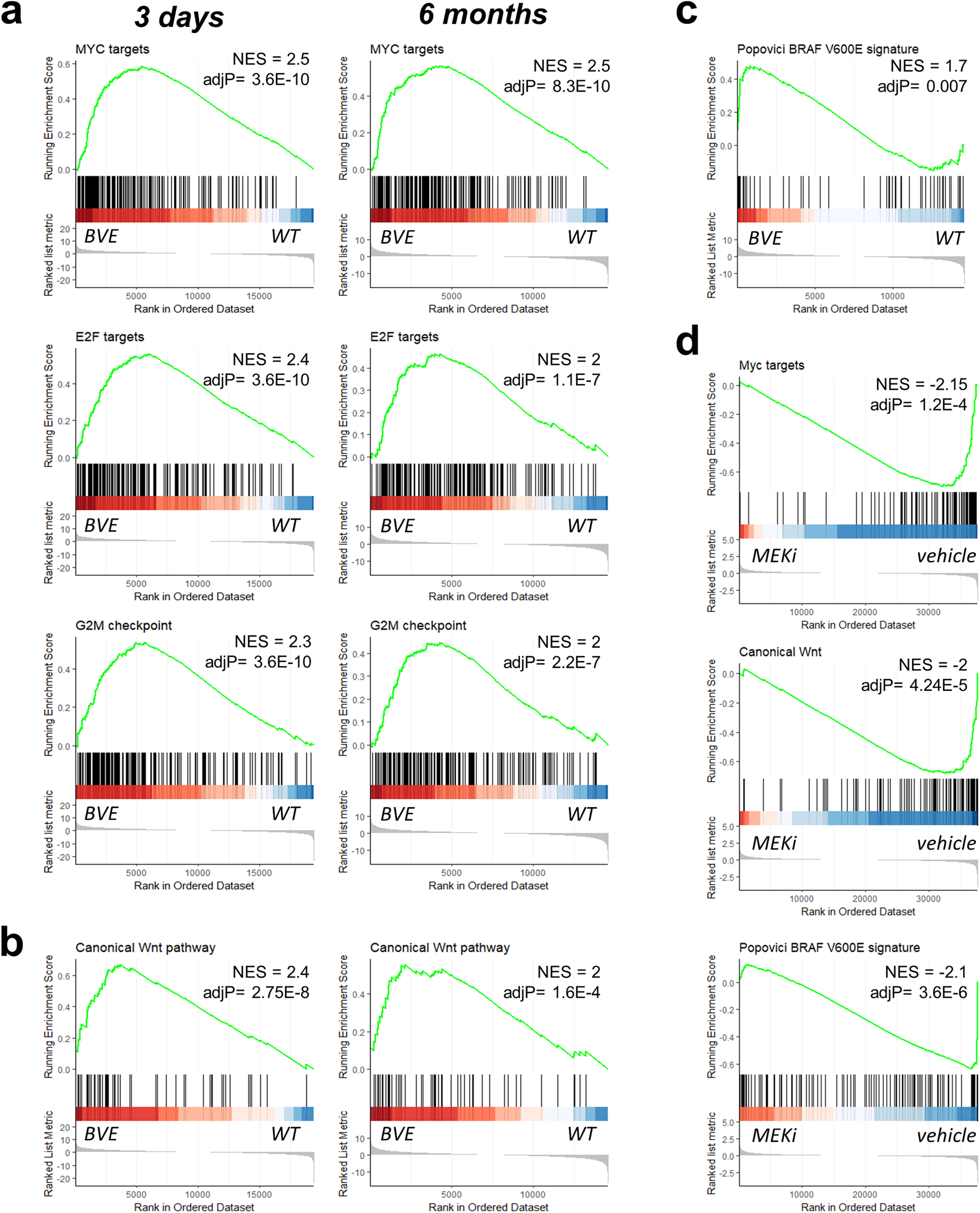 Fig. 3: Expression of BrafV600E in the intestinal epithelium induces persistent gene signatures related to CRC.