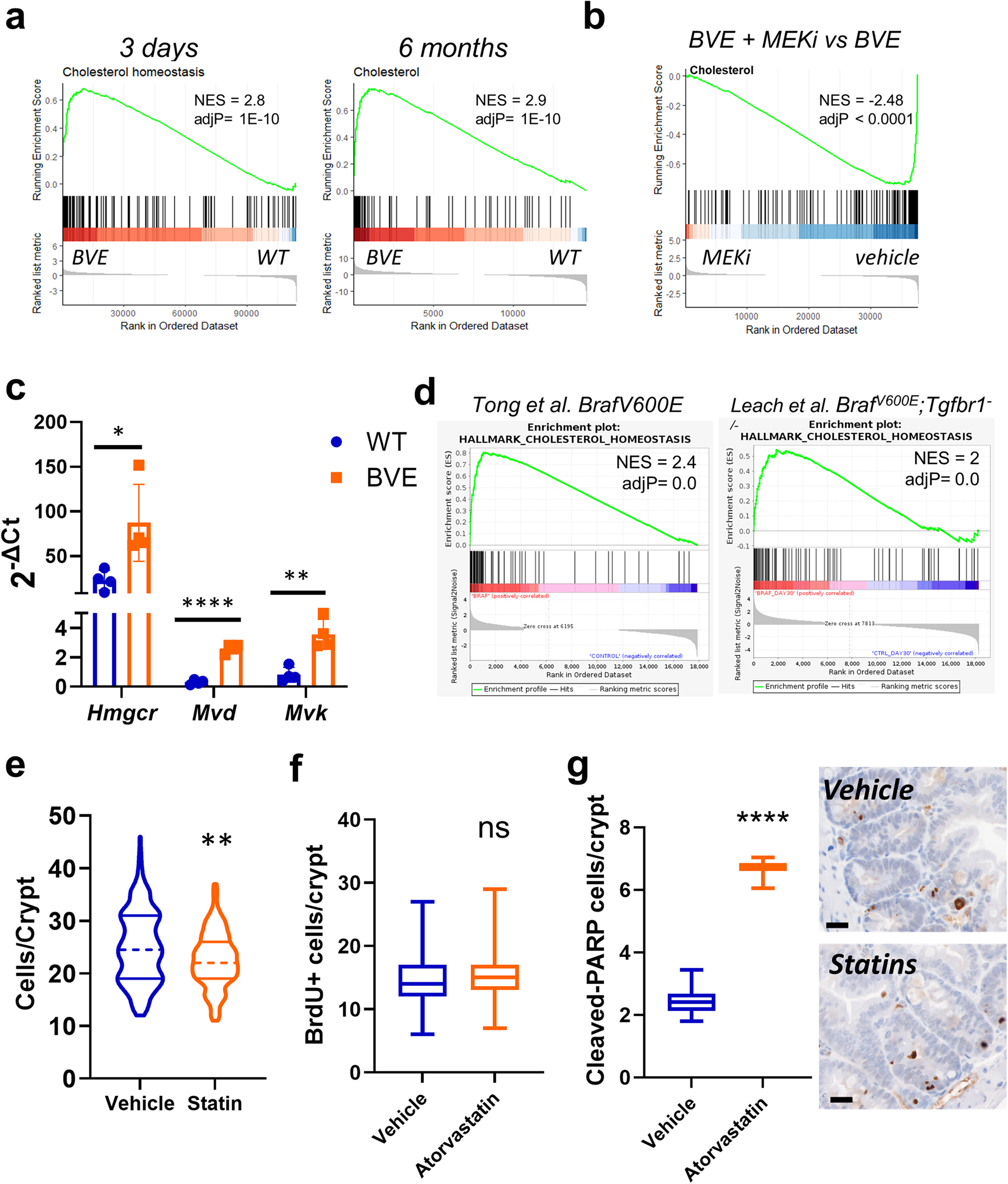 Fig. 4: BrafV600E in the intestinal epithelium shows the enriched expression of a gene signature related to cholesterol metabolism.