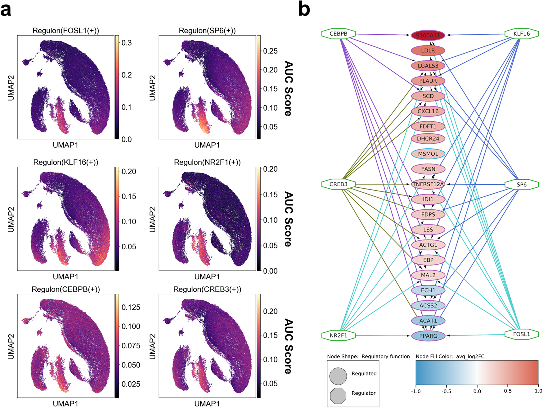 Fig. 6: Analysis of regulons associated with the transcription of the cholesterol metabolism genes in a human single-cell transcriptomic dataset.
