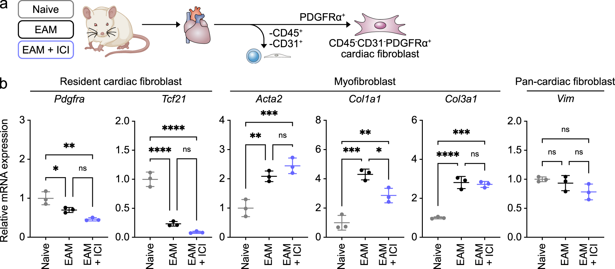 Fig. 2: Phenotypic characterization of cardiac fibroblasts in the EAM.