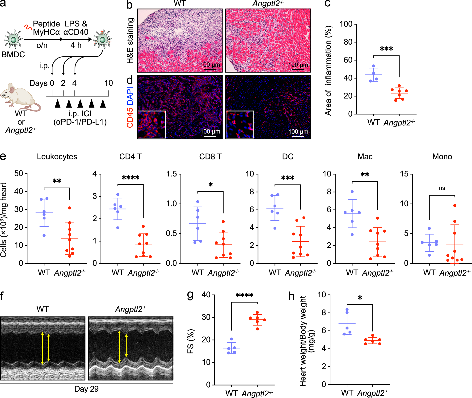Fig. 4: Angptl2-deficient mice show attenuated ICI-related EAM.