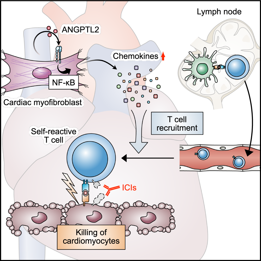 Fig. 7: Model proposing regulation of ICI-related autoimmune myocarditis by ANGPTL2 derived from cardiac fibroblasts.