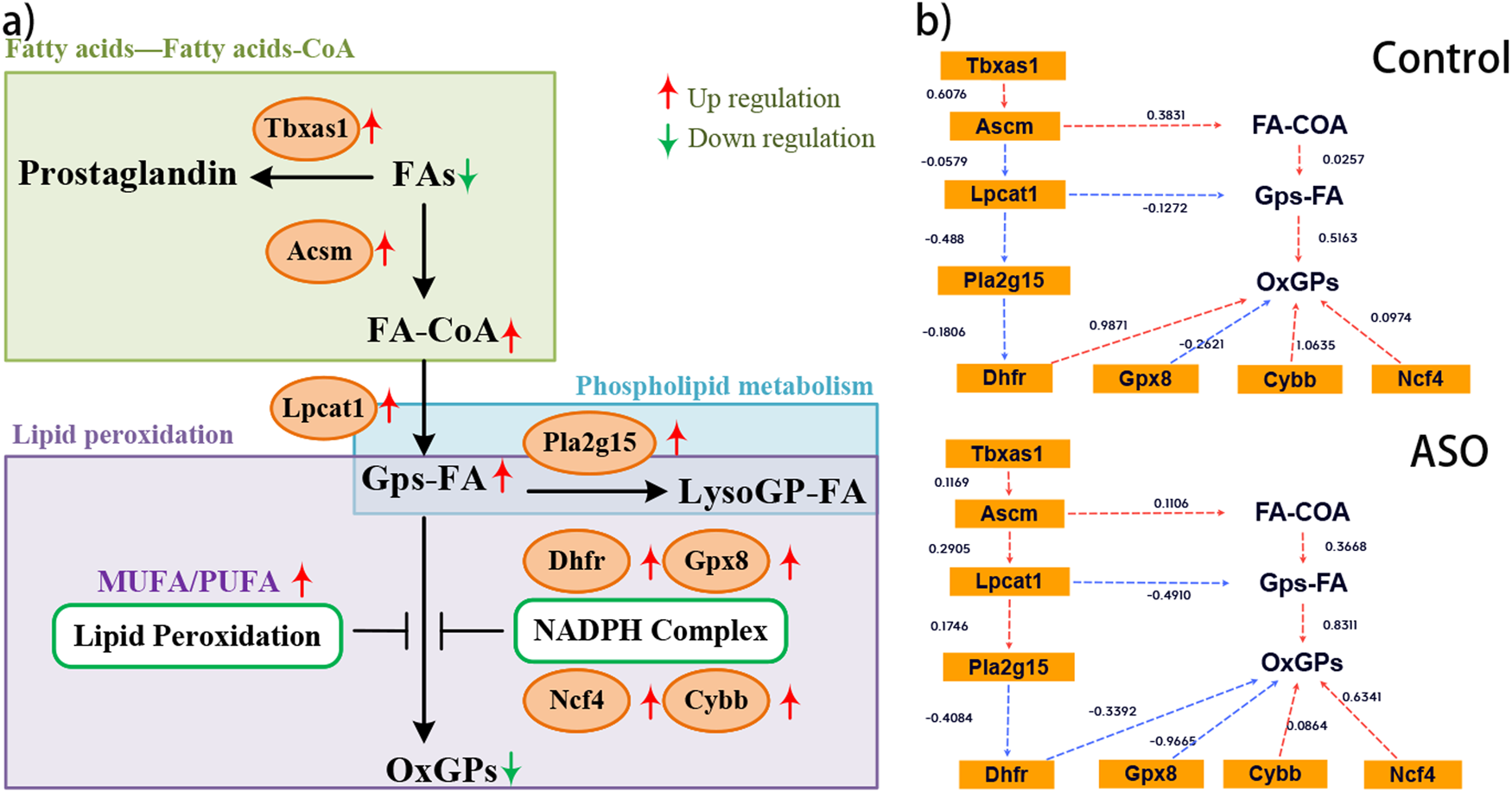 Fig. 6: Diagram of the mechanism of the possible effects of ASO intervention on neuroprotection.