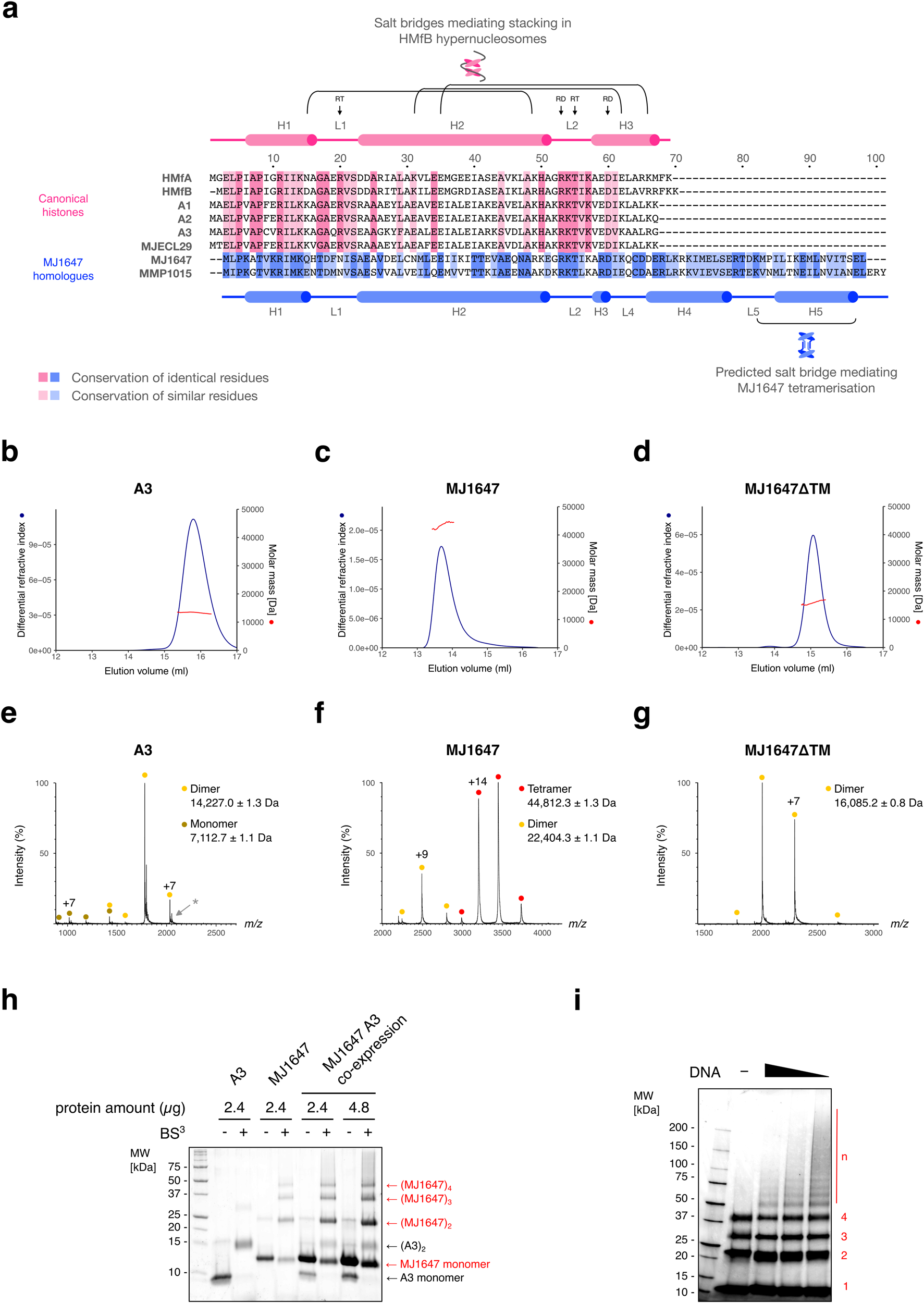 Fig. 1: The C-terminal extension of the MJ1647 variant histone confers dimerisation of dimers.