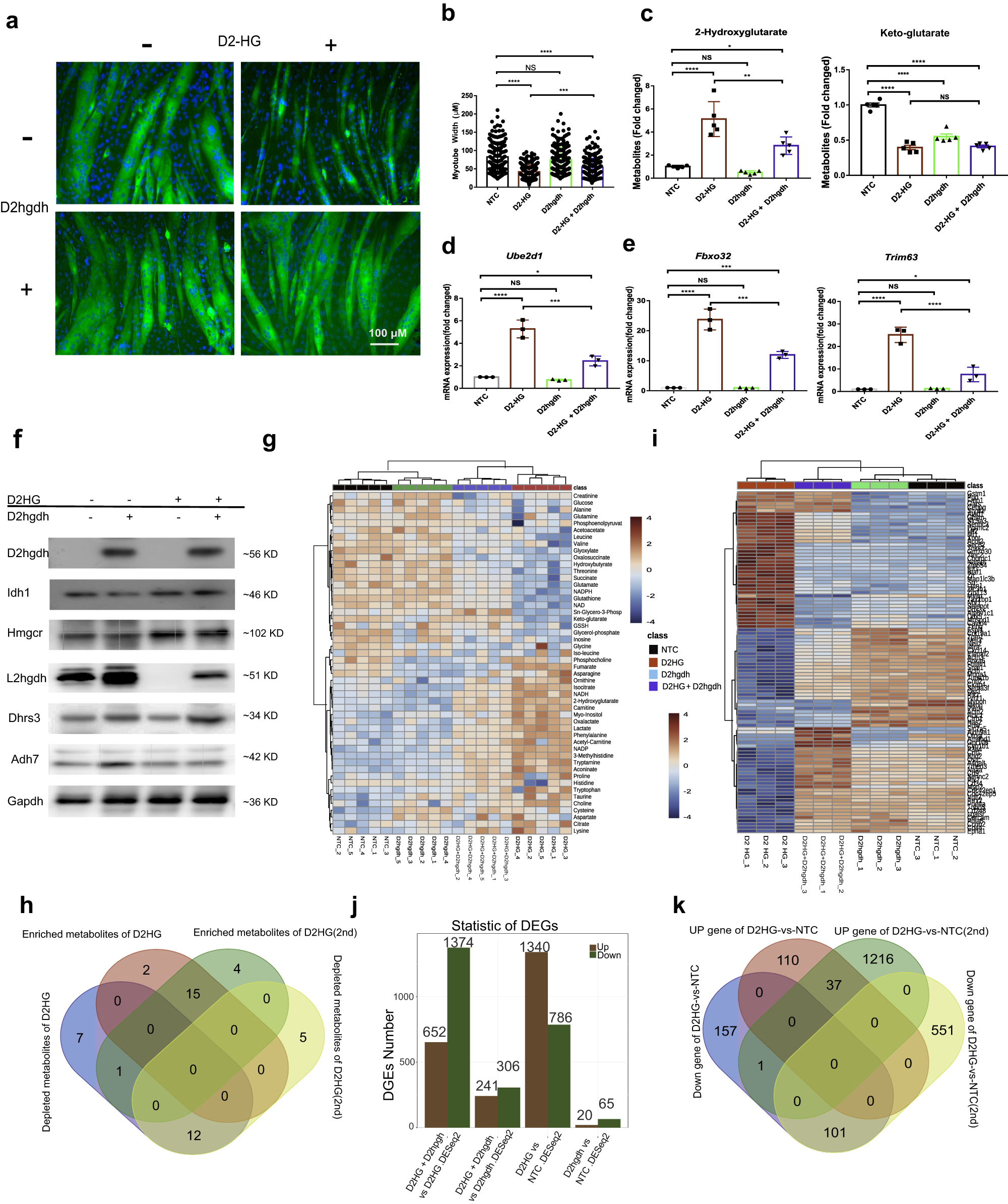 Fig. 5: D2hgdh reversed D2HG-induced muscle wasting by inhibiting the UPP-mediated proteolysis and metabolic reprogramming.