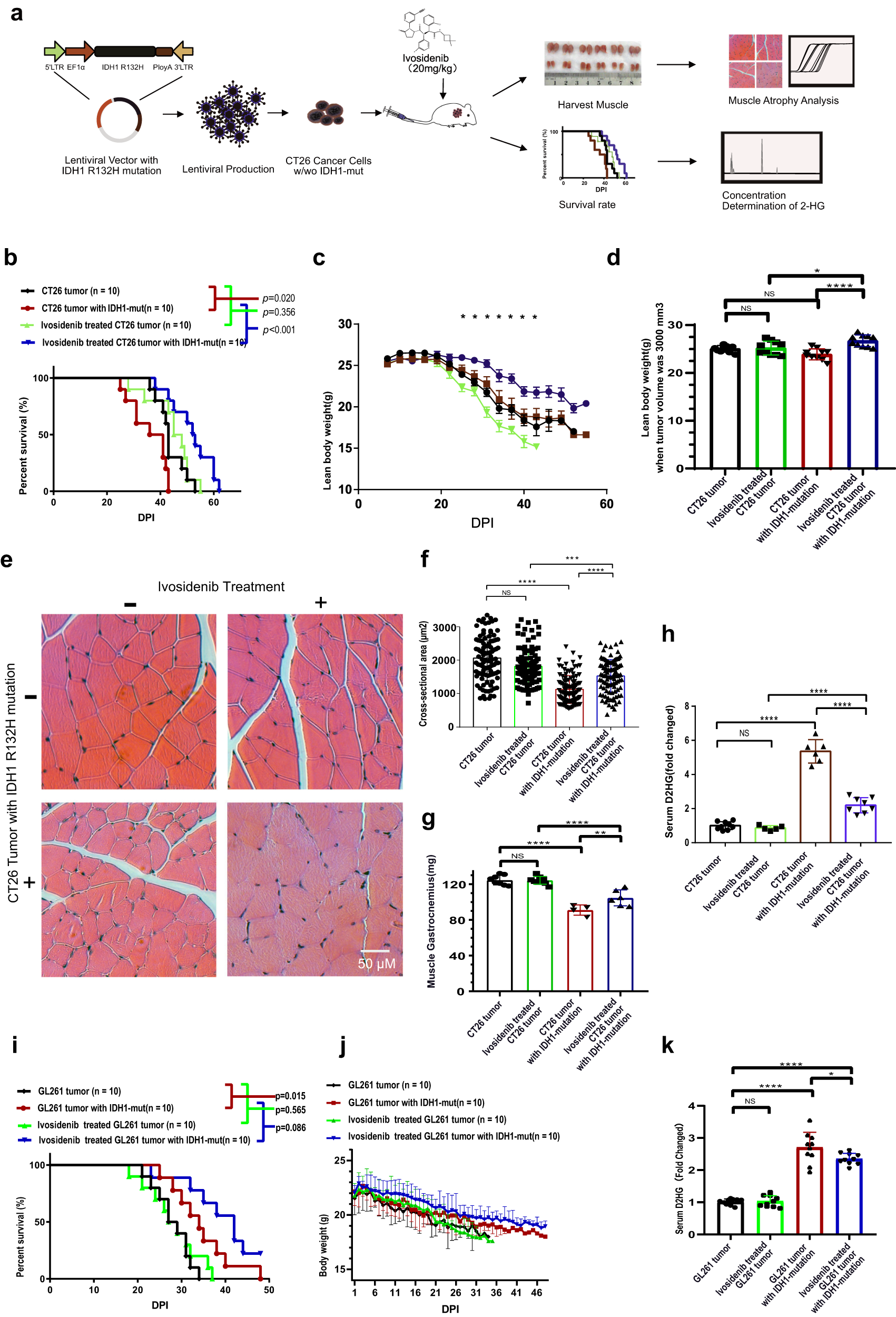 Fig. 7: Ivosidenib ameliorates IDH1 mutation-mediated skeletal muscle atrophy and inhibits serum D2HG accumulation.
