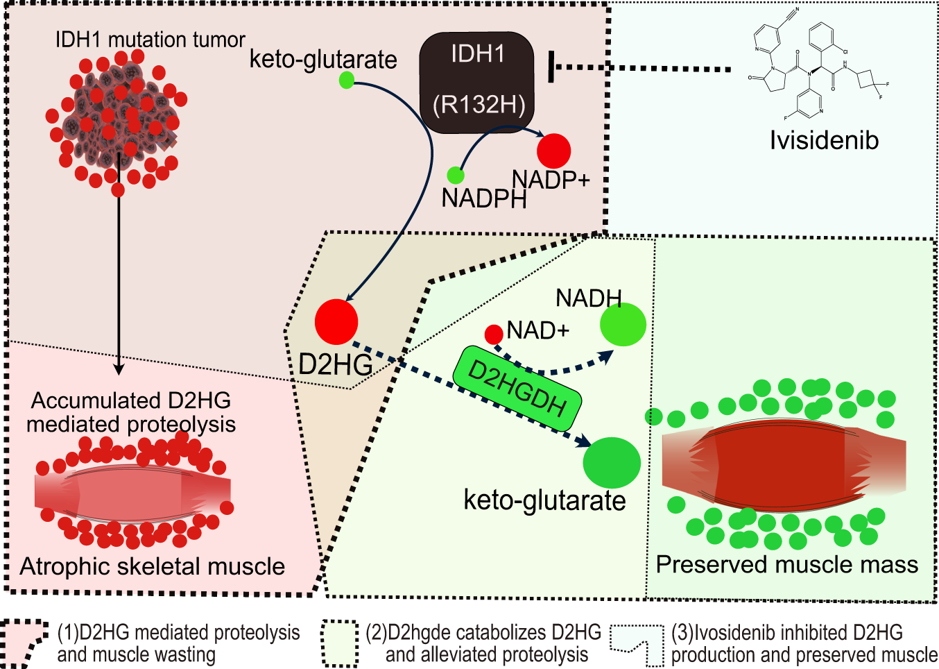 Fig. 8: The metabolic pathway of IDH1 mediated D2HG accumulation and its contribution to proteolysis and muscle wasting.