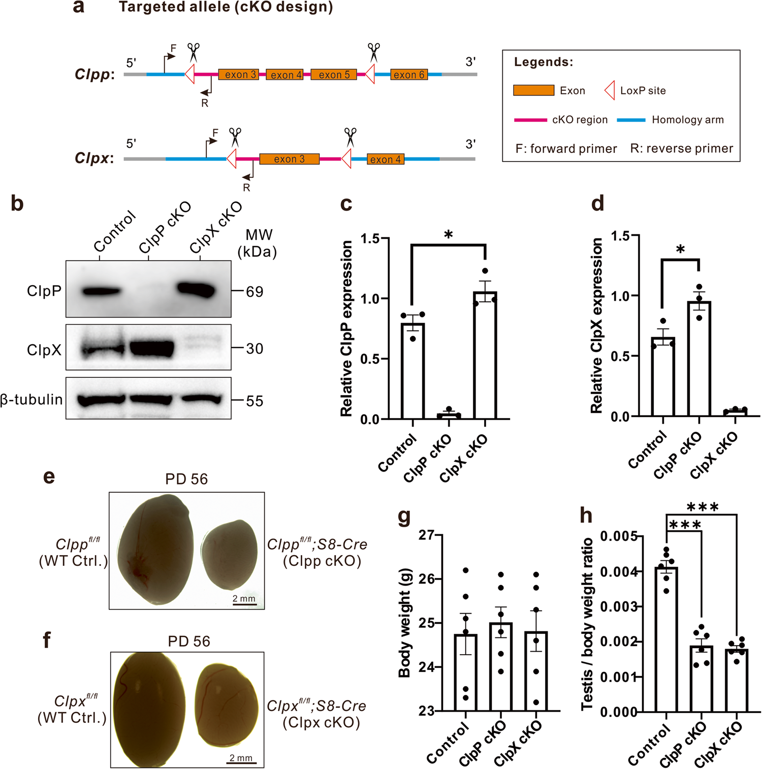 Fig. 1: ClpP/ClpX conditional knock-out (cKO) mice demonstrate decreased testis size.