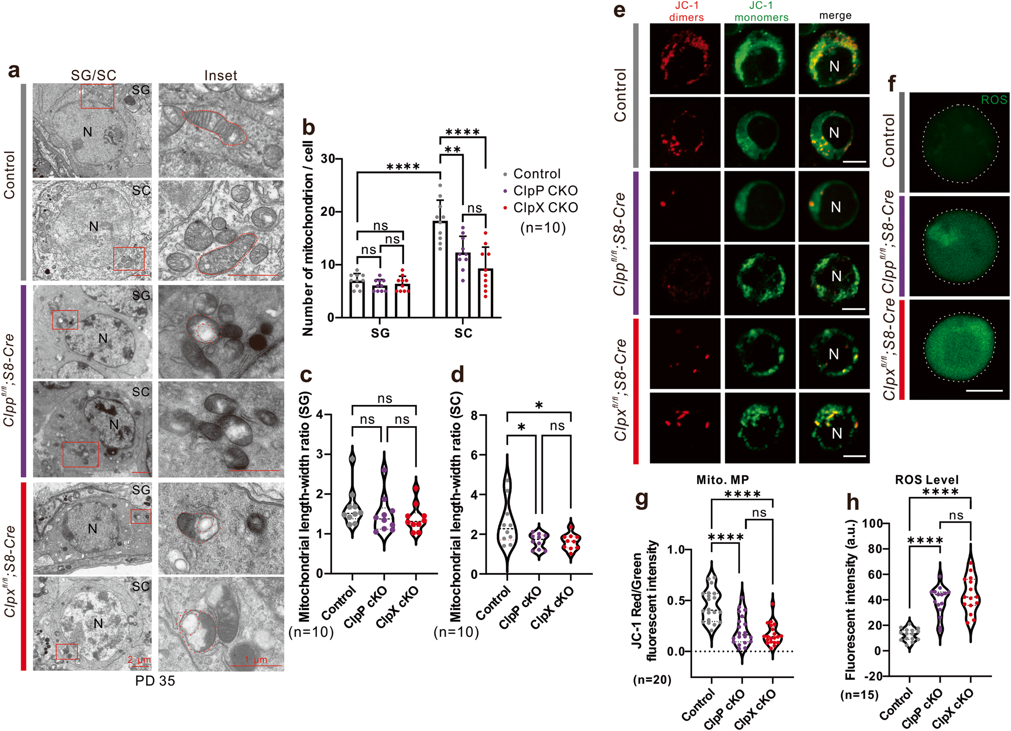Fig. 6: Evaluation of mitochondrial expression and functions in germ cells.