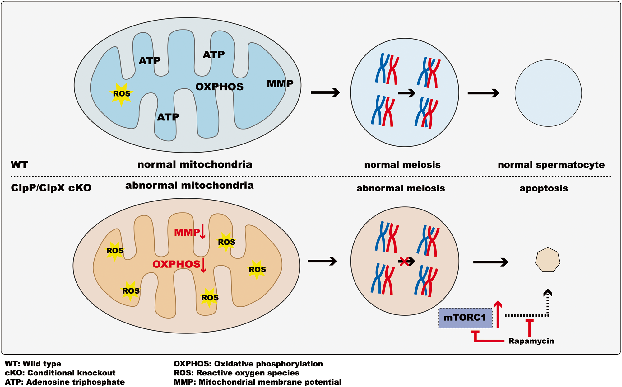 Fig. 9: A schematic representation of the proposed model illustrating the role of ClpP/ClpX in spermatogenesis.