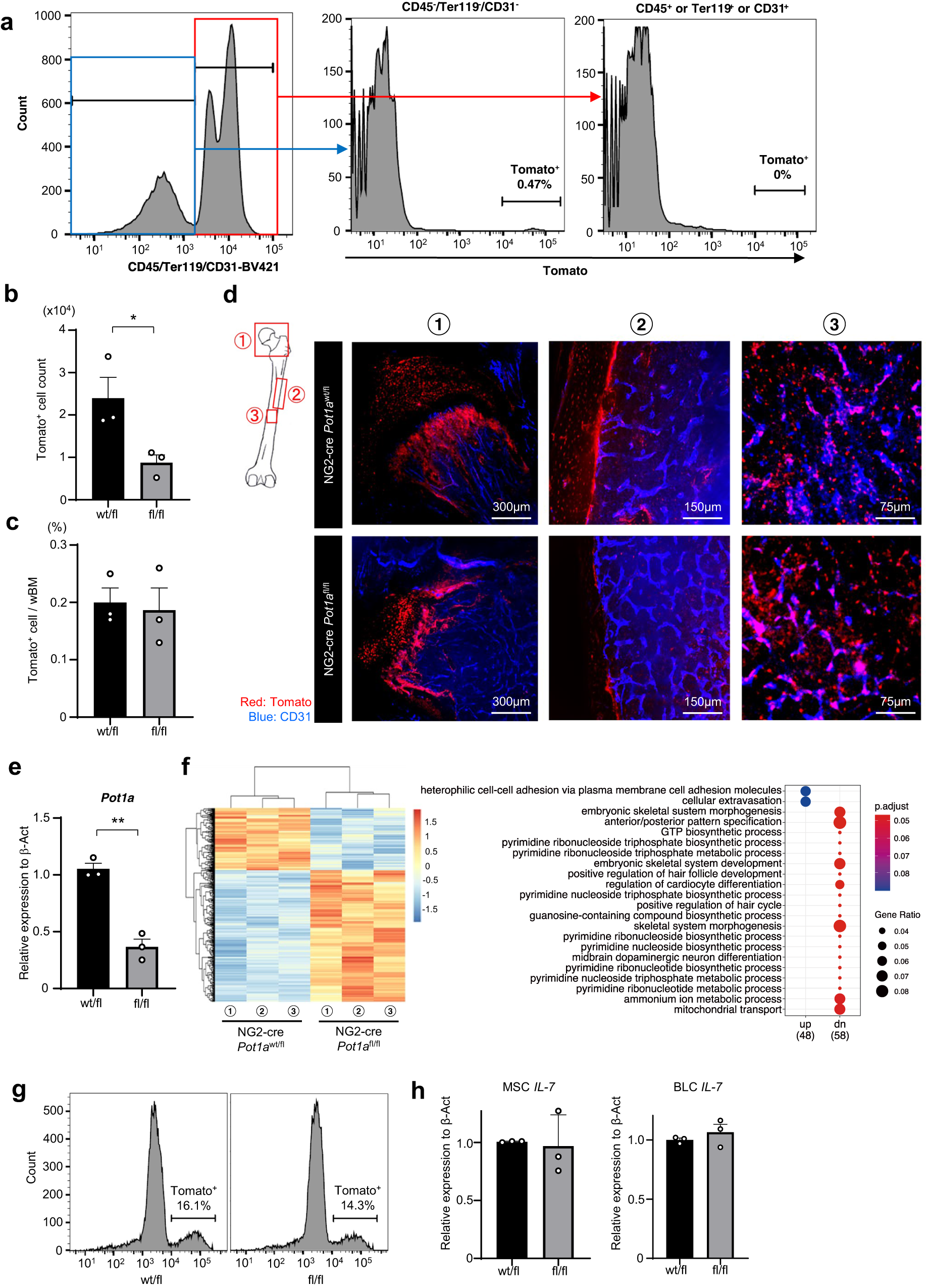 Fig. 5: POT1a deficiency in BM MSCs has impacts on bone growth.