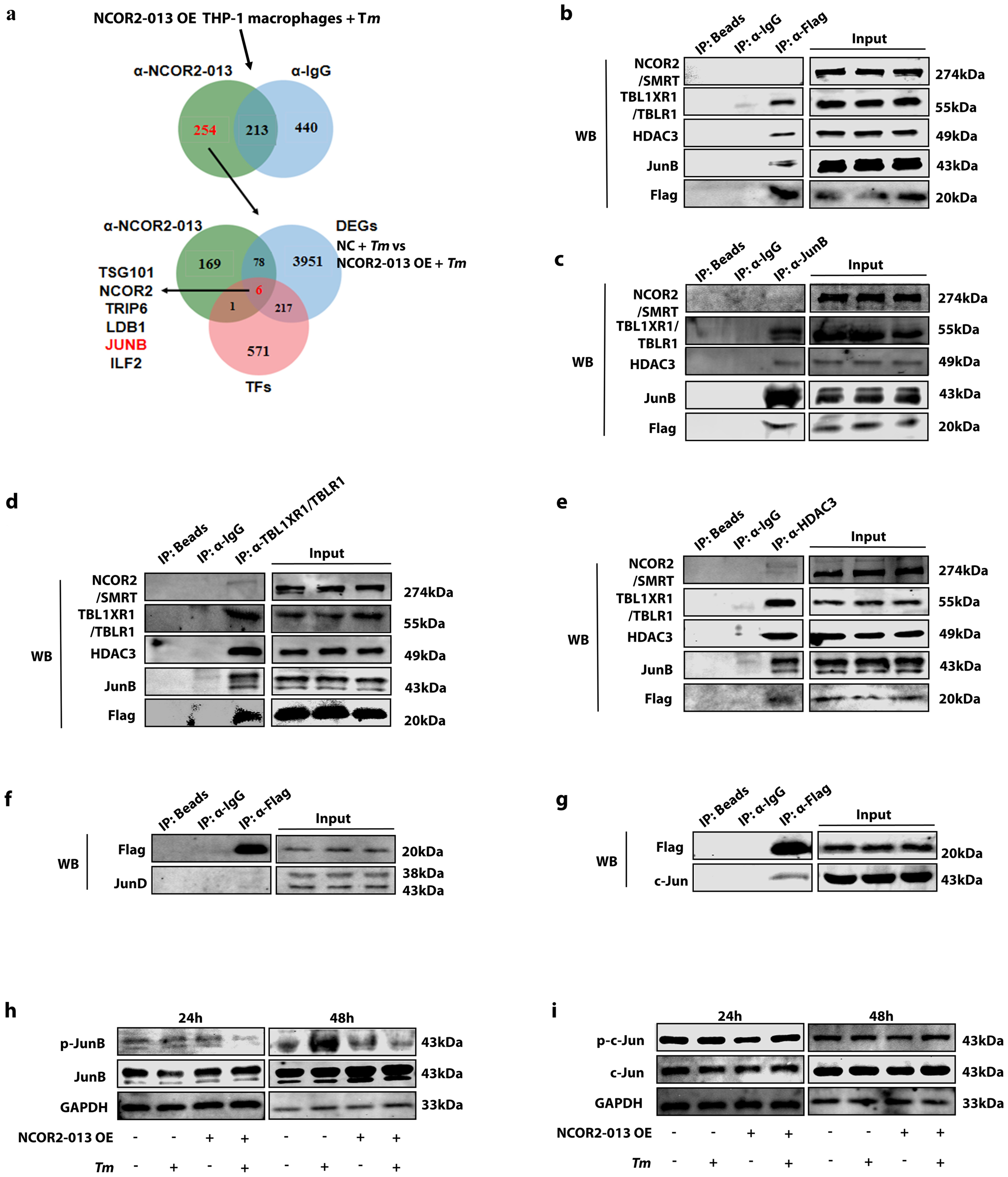 Fig. 4: NCOR2-013 suppresses activation of JunB by forming a transcription-regulatory complex with HDAC3 and TBL1XR1/TBLR1.