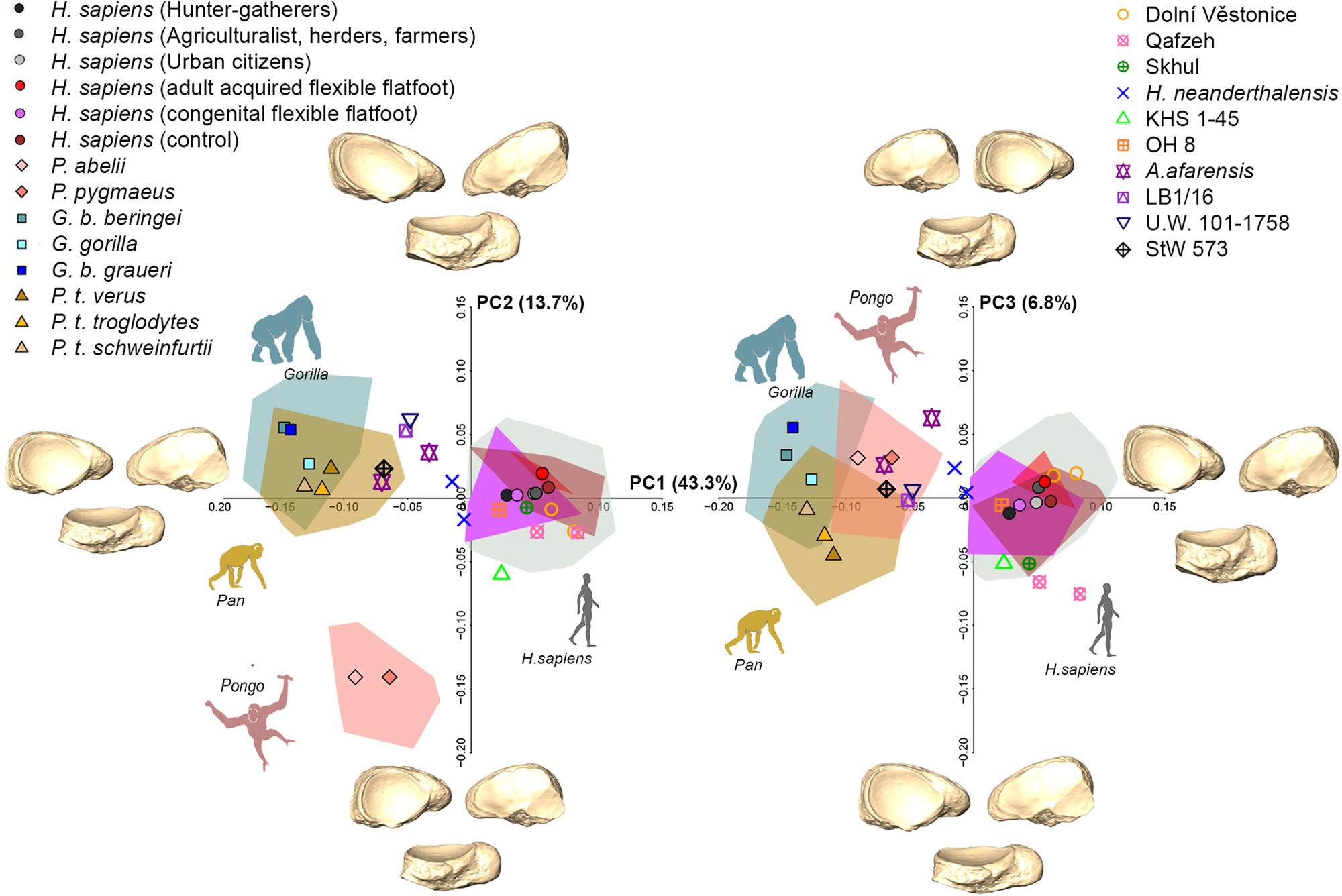 Fig. 3: PCA plots of great apes, H. sapiens, and fossil hominins.