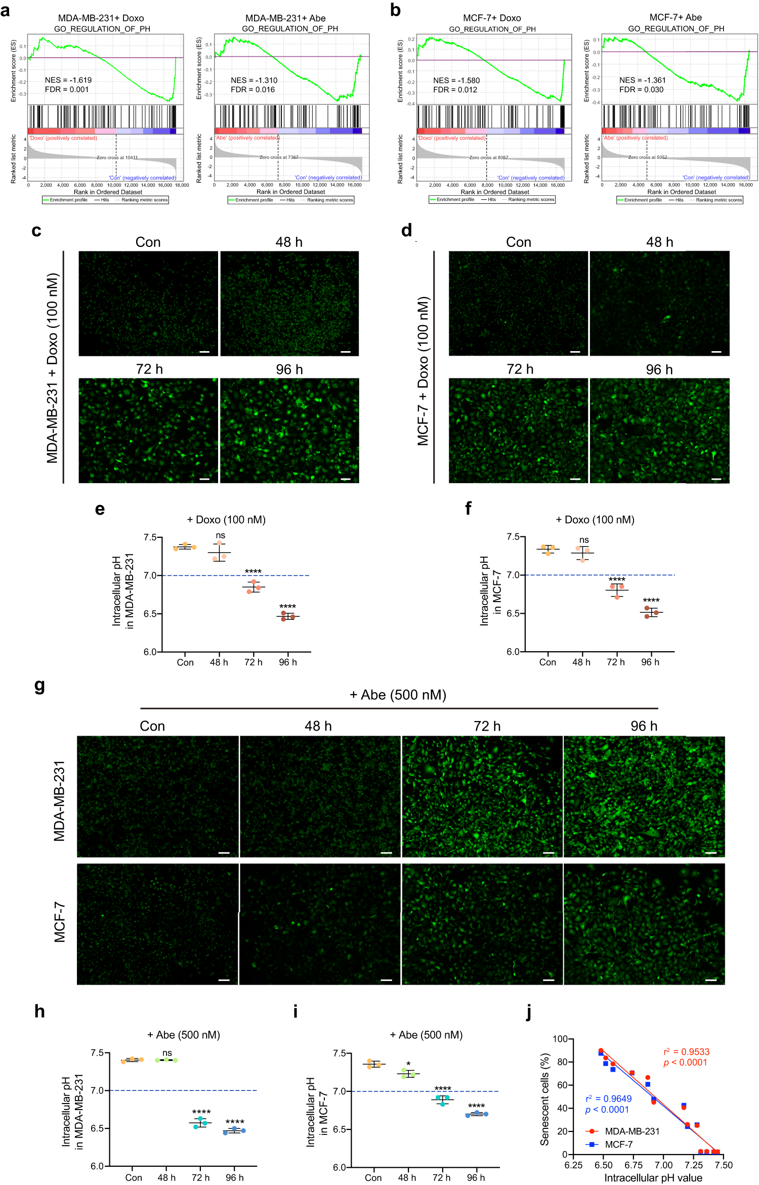 Fig. 3: Doxo and Abe trigger substantial intracellular acidification in senescent cells.
