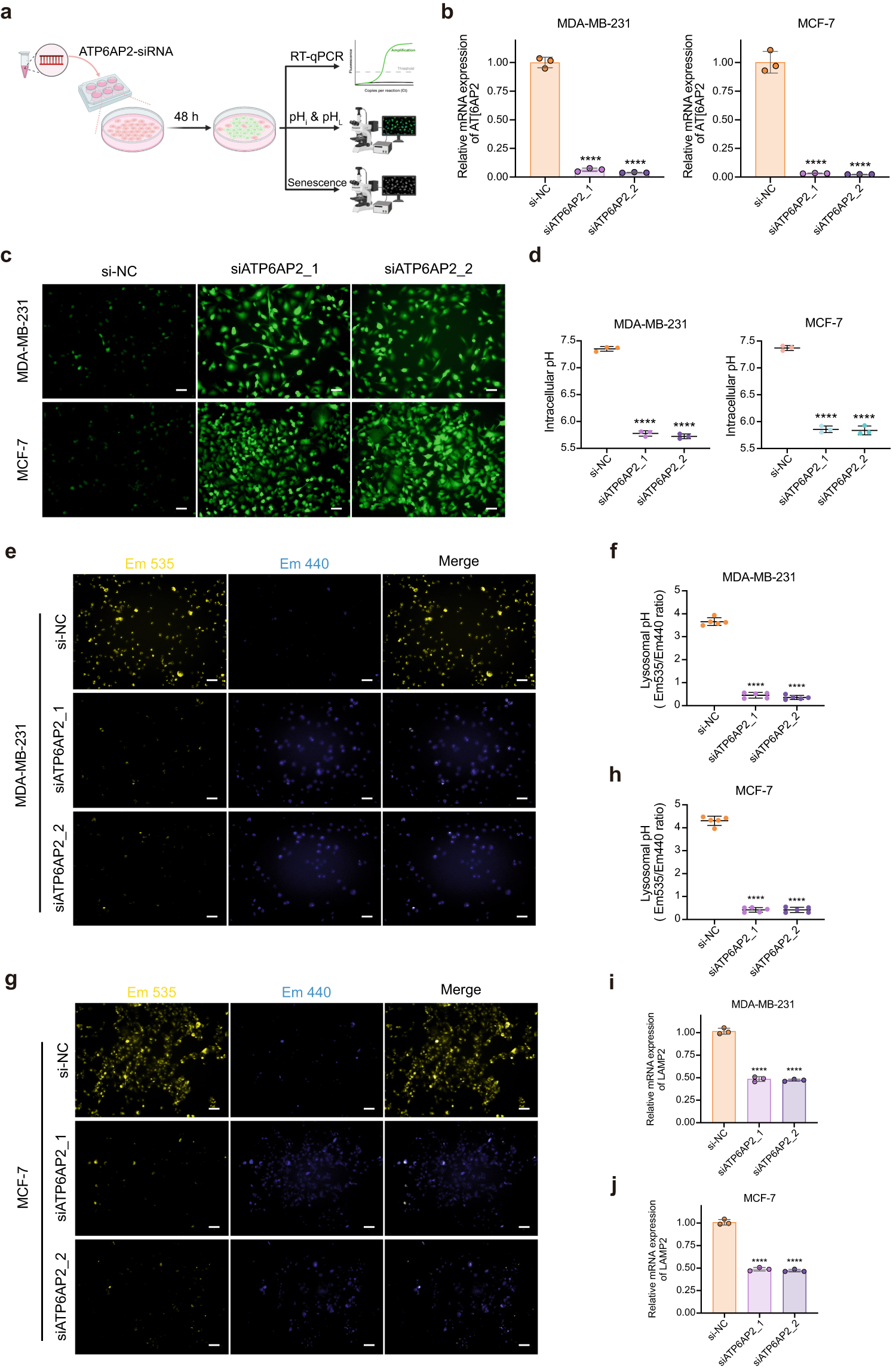 Fig. 6: ATP6AP2 knockdown facilitates intracellular acidification and lysosomal alkalinization in breast cancer cells.