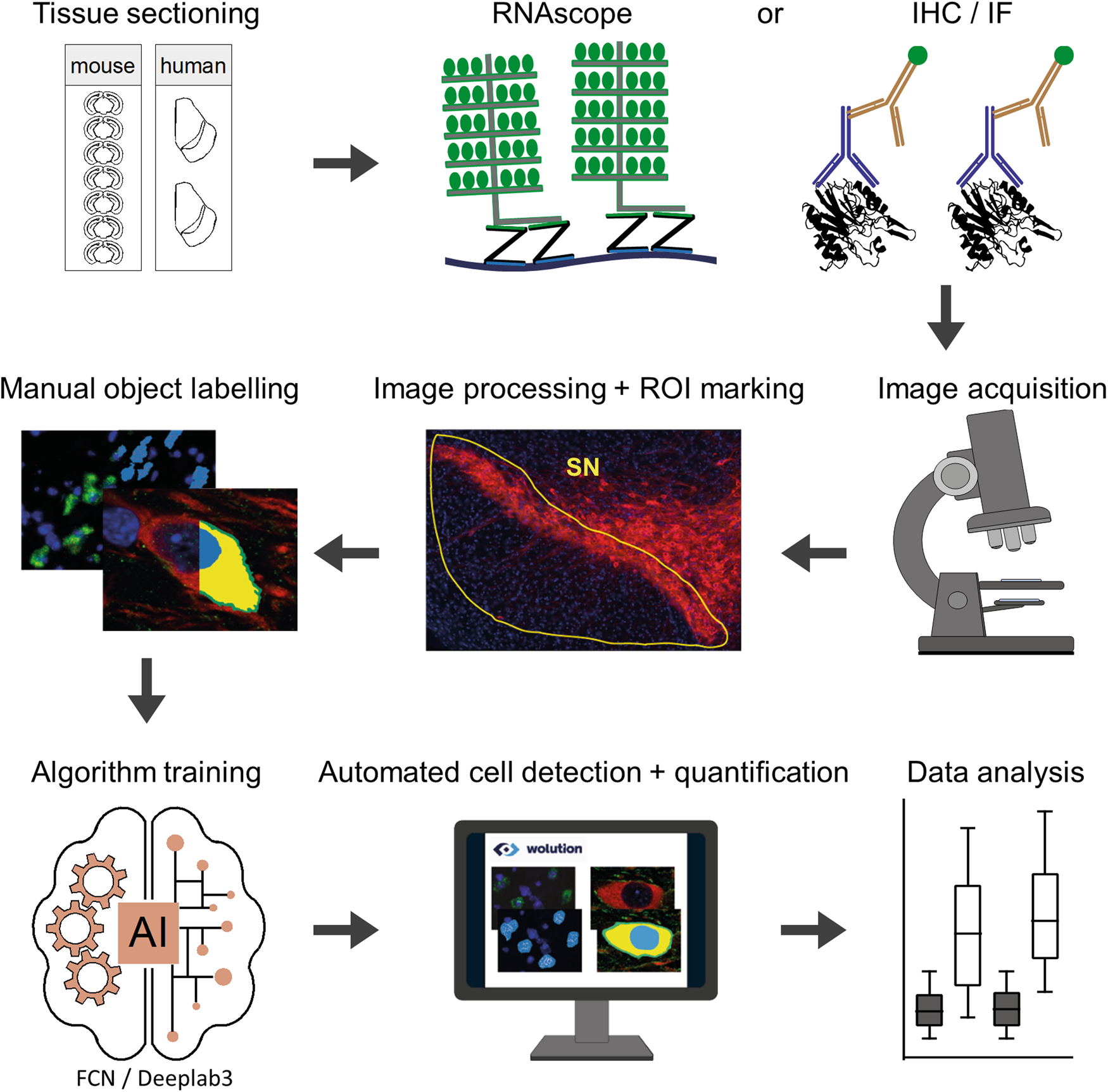 Getting Started with RNAscope™ Image Analysis in HALO® - Indica Labs