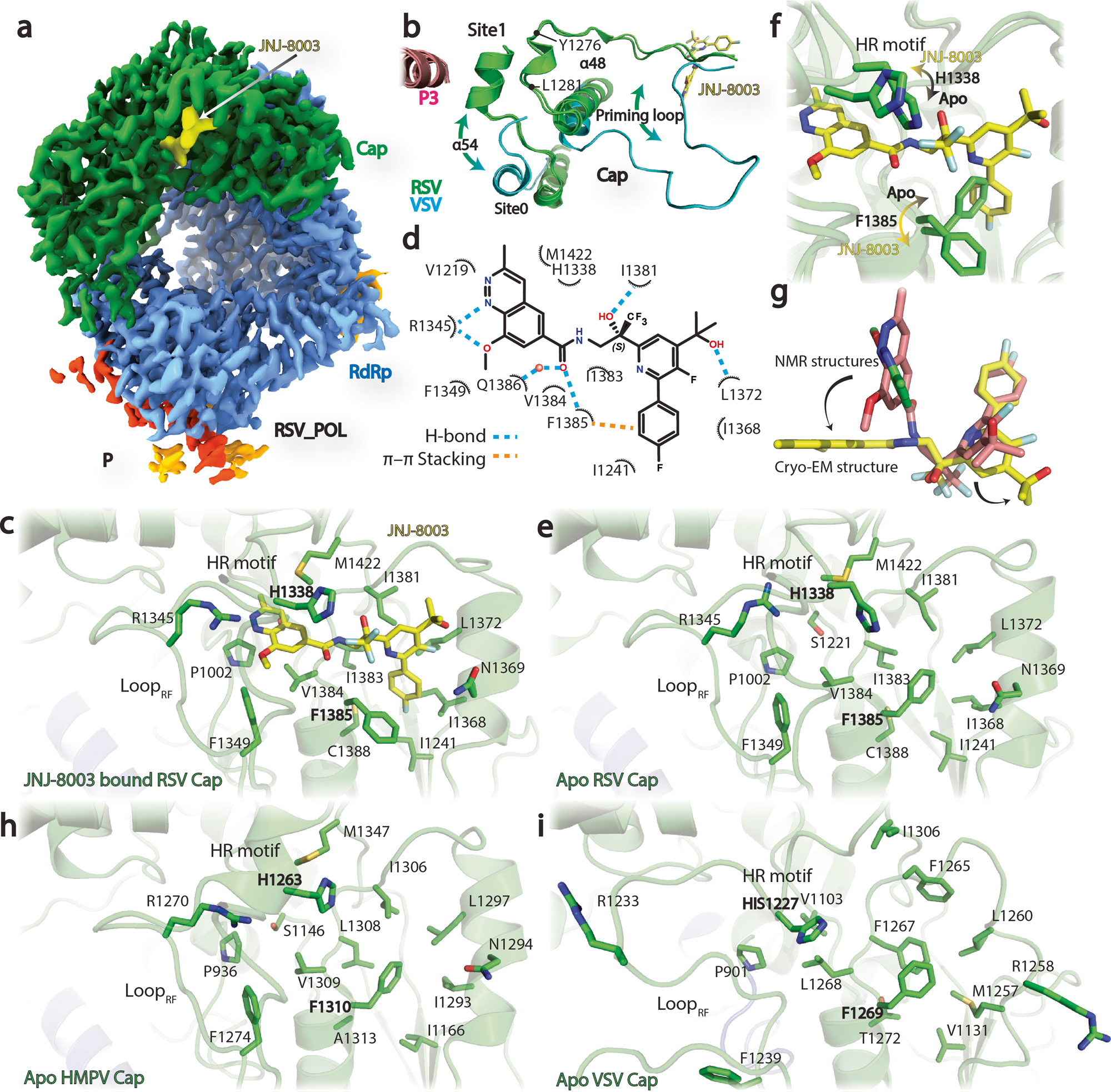Fig. 3: Cryo-EM structure reveals the binding environment of JNJ-8003.