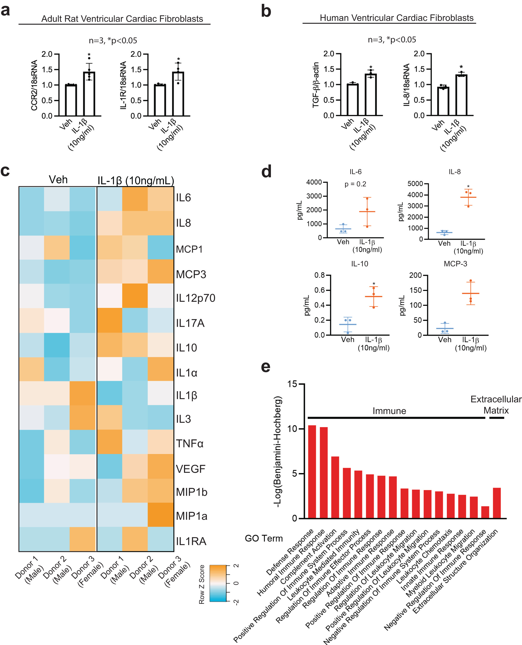 Fig. 5: Primary human cardiac fibroblasts secrete cytokines, chemokines, immunomodulatory proteins in response to IL-1β.