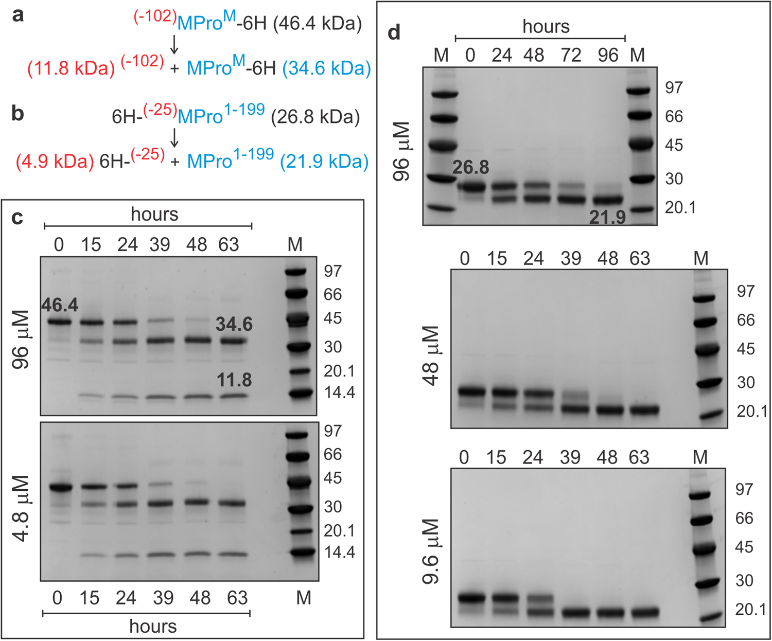 Fig. 3: Time course of the autoprocessing of (−102)MProM and (−25)MPro1–199 as a function of decreasing protein concentration.