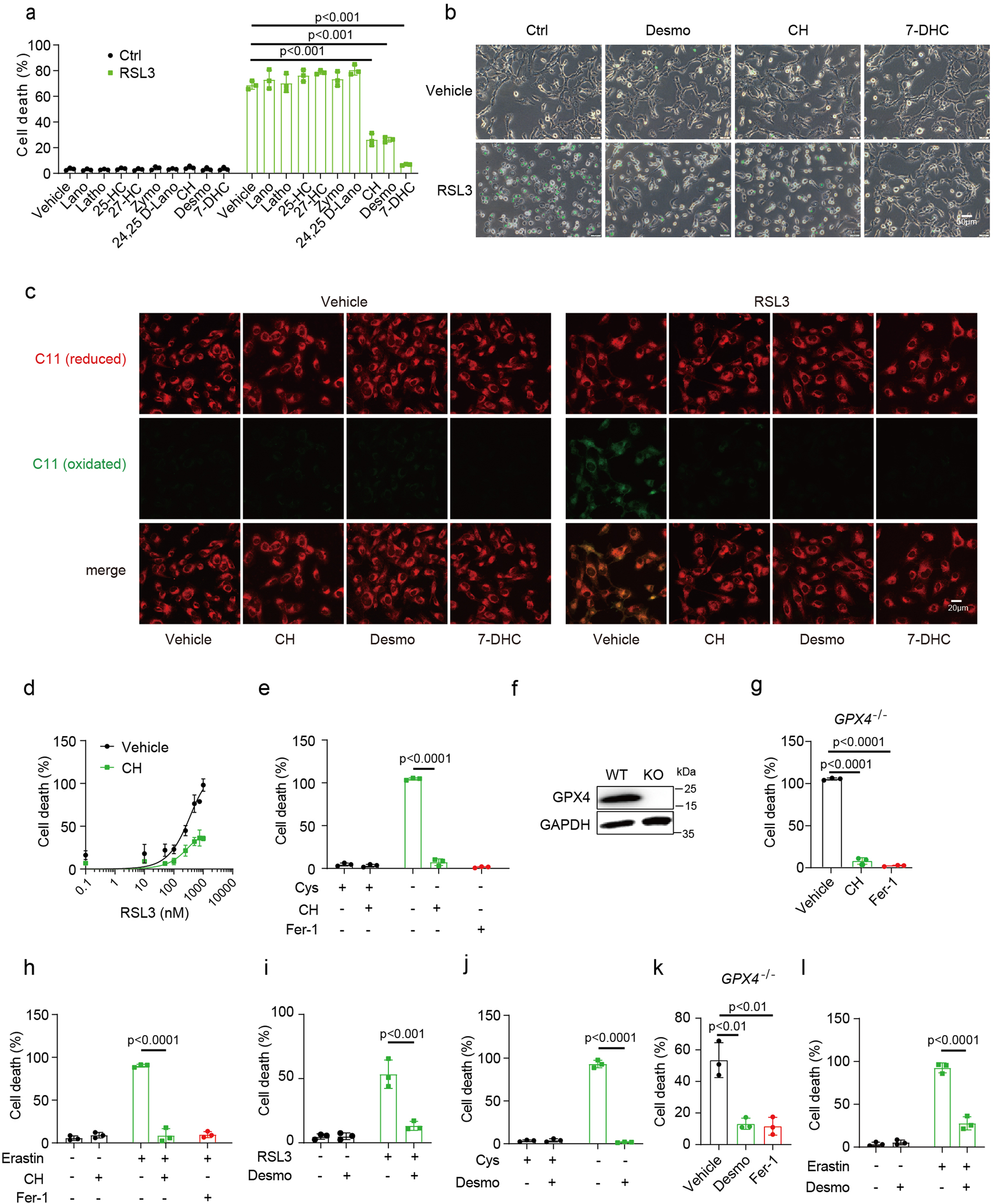 Fig. 1: Metabolites of cholesterol biosynthesis pathway inhibit ferroptosis.