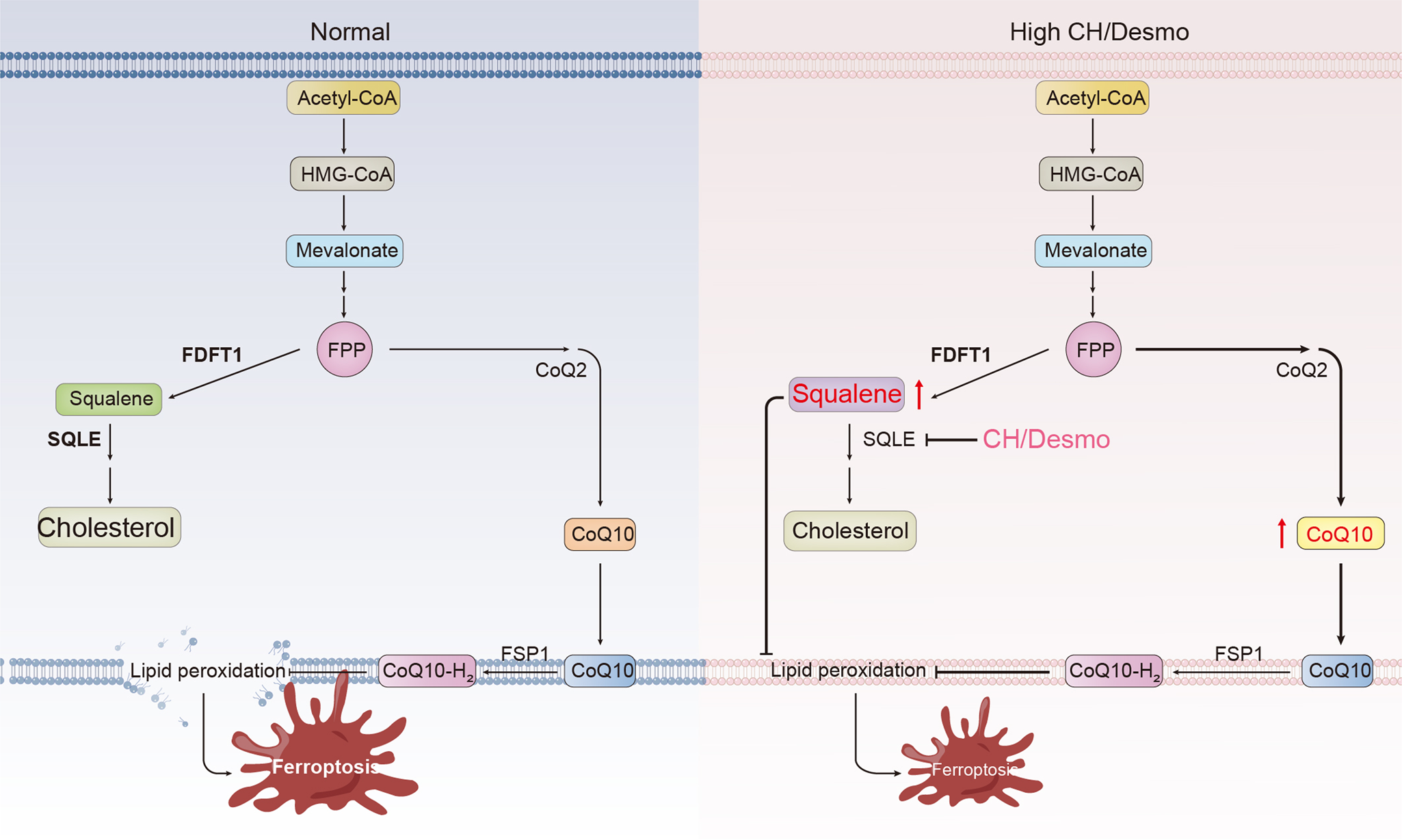 Fig. 6: Schemetic diagram of the mechanism of action of CH&Desmo.