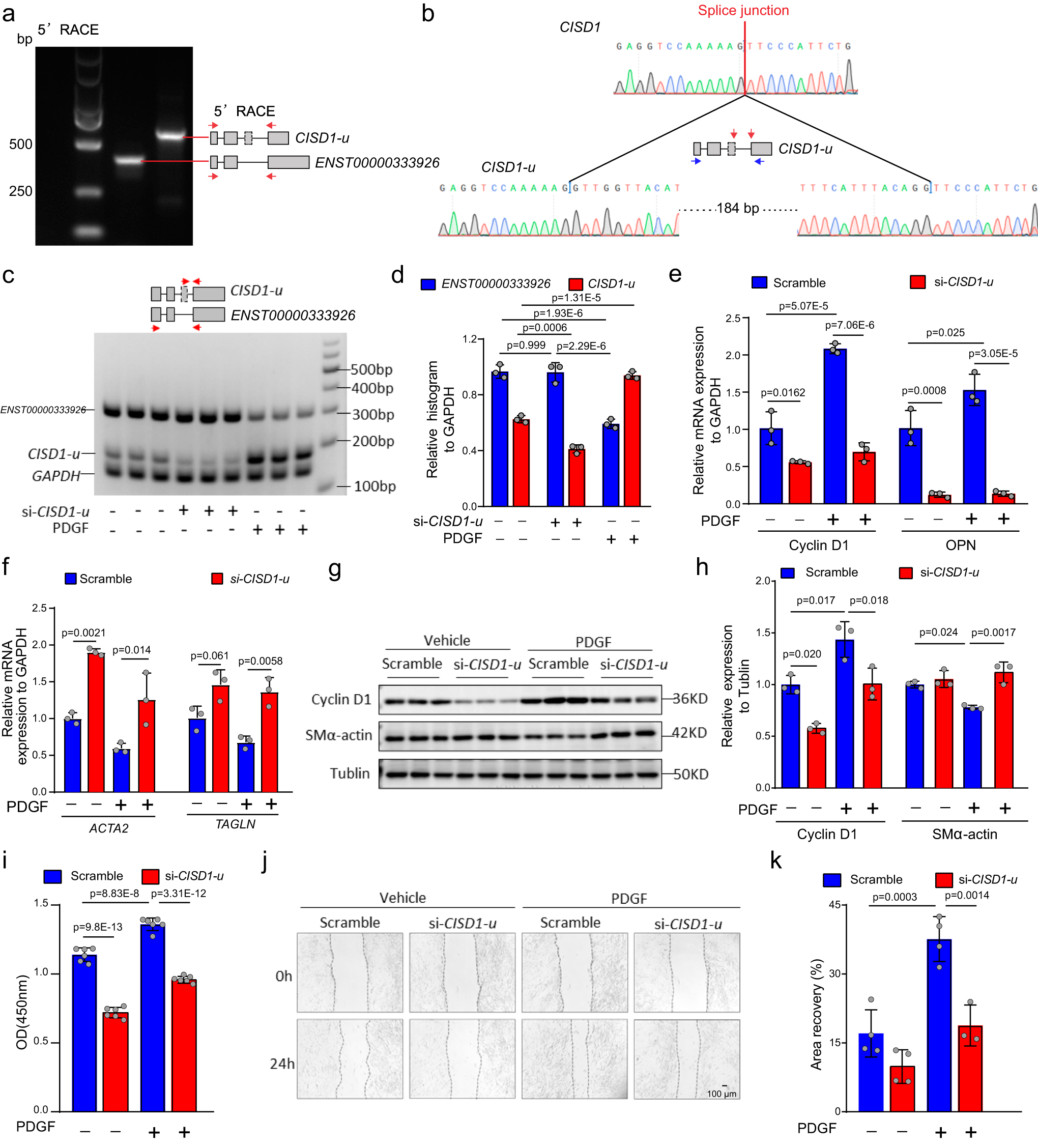Fig. 5: Experimental validation of the unannotated transcript CISD1-u derived from the CISD1 gene.