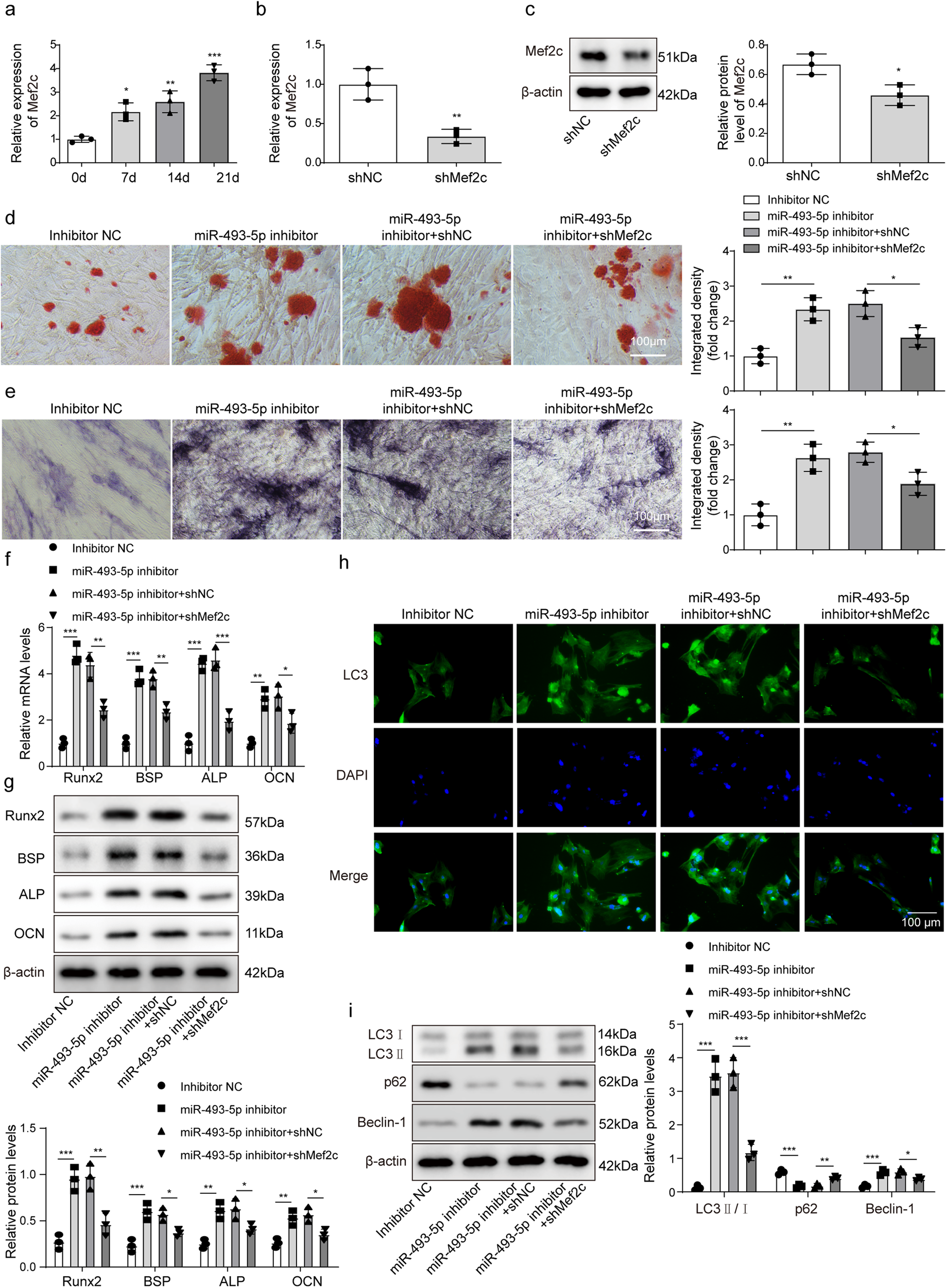 Fig. 5: Inhibition of miR-493-5p activated Mef2c-mediated autophagy to accelerate osteogenic differentiation of BMSCs.